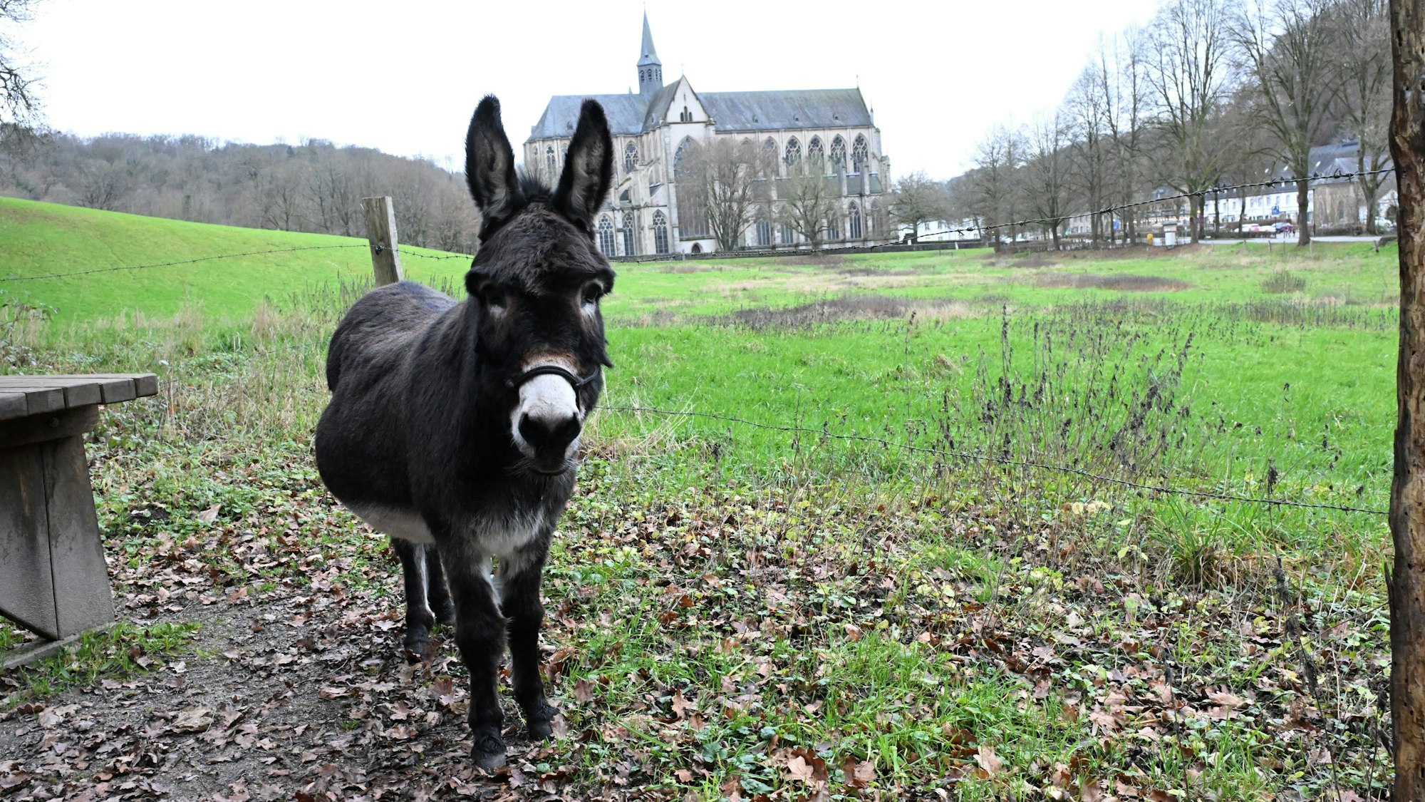 Ein Esel steht auf einer Wiese vor dem Altenberger Dom.