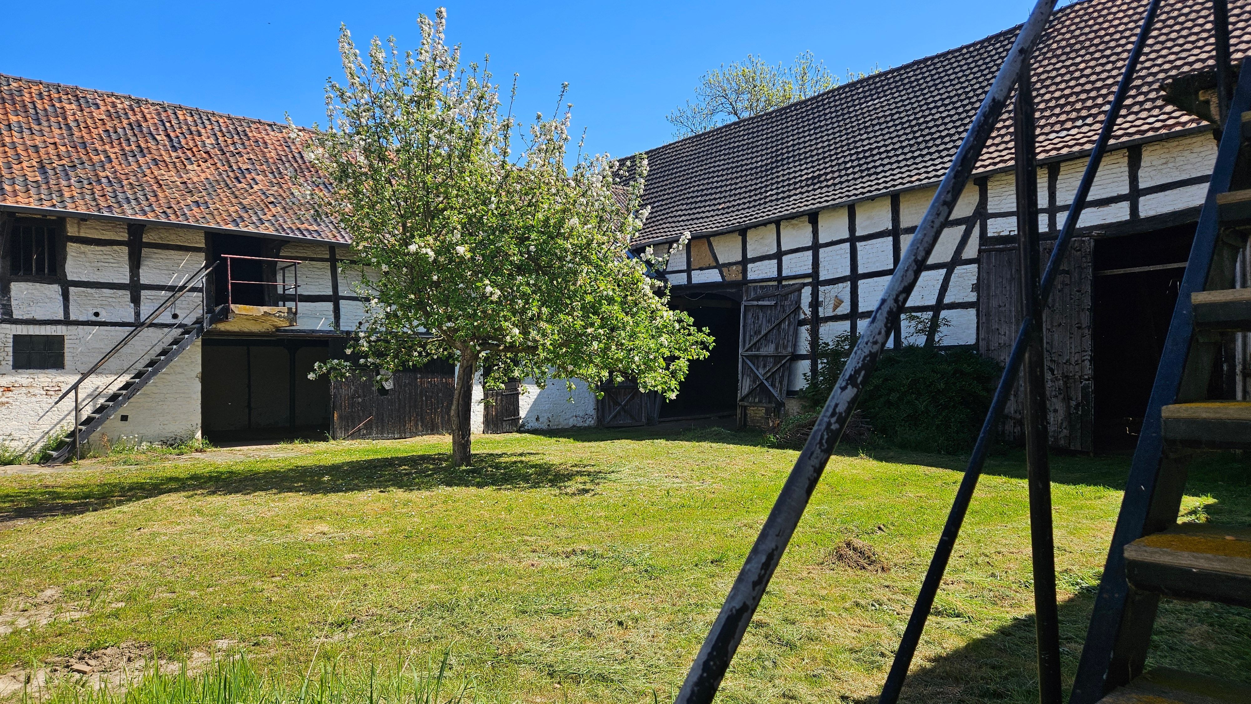 Zu sehen ist ein Apfelbaum im Innenhof des Rixenhofes.