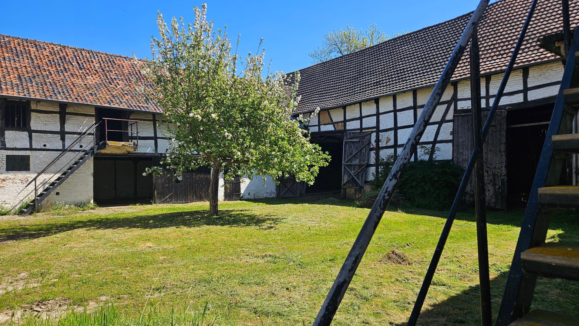 Zu sehen ist ein Apfelbaum im Innenhof des Rixenhofes.