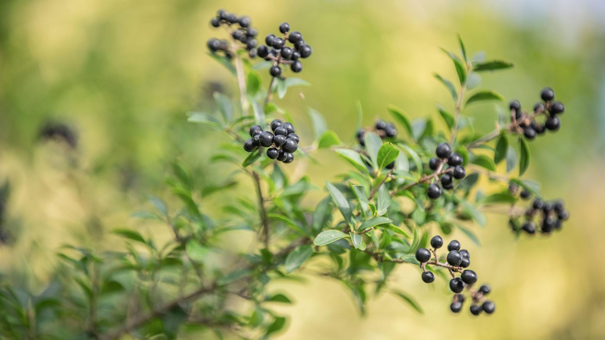 Zu sehen ist eine Hecke mit Gewöhnlichem Liguster.