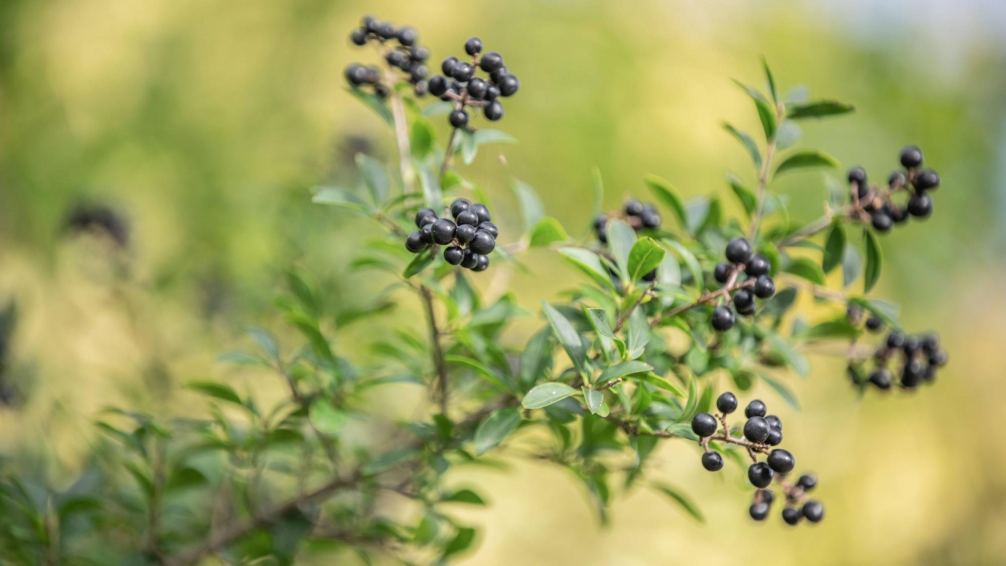Zu sehen ist eine Hecke mit Gewöhnlichem Liguster.