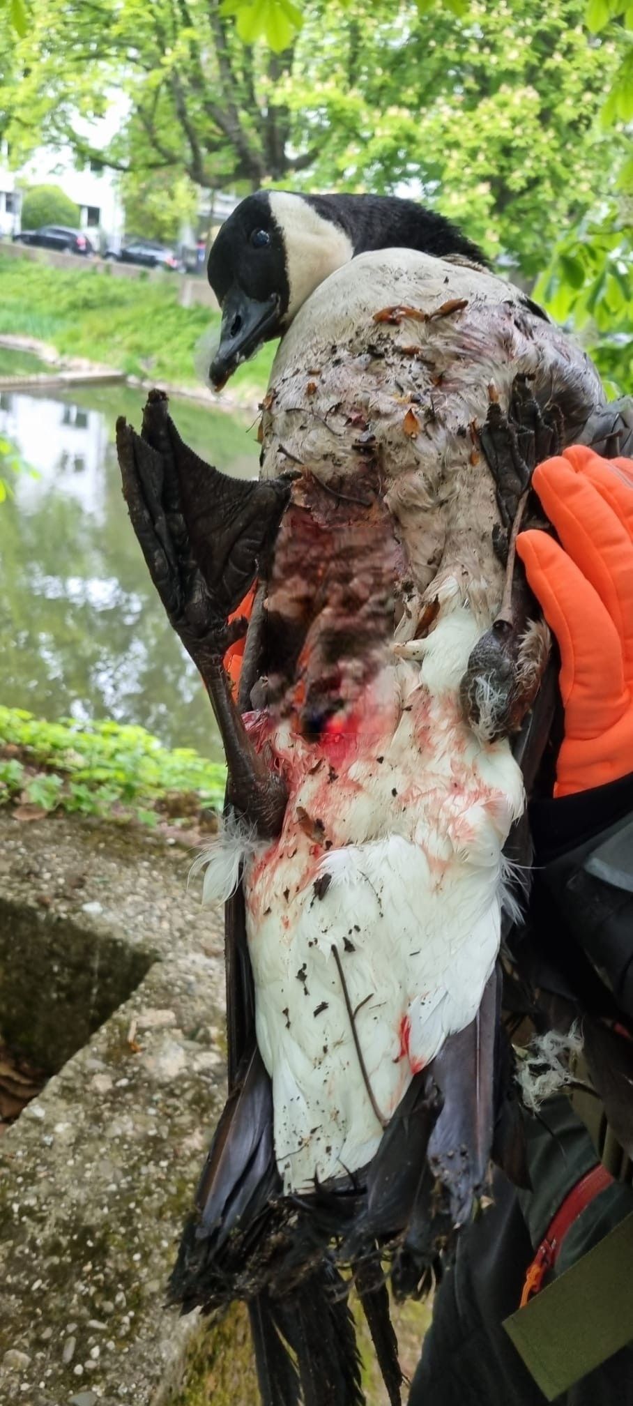 Eine Person hält eine Gans mit blutigem Gefieder fest.