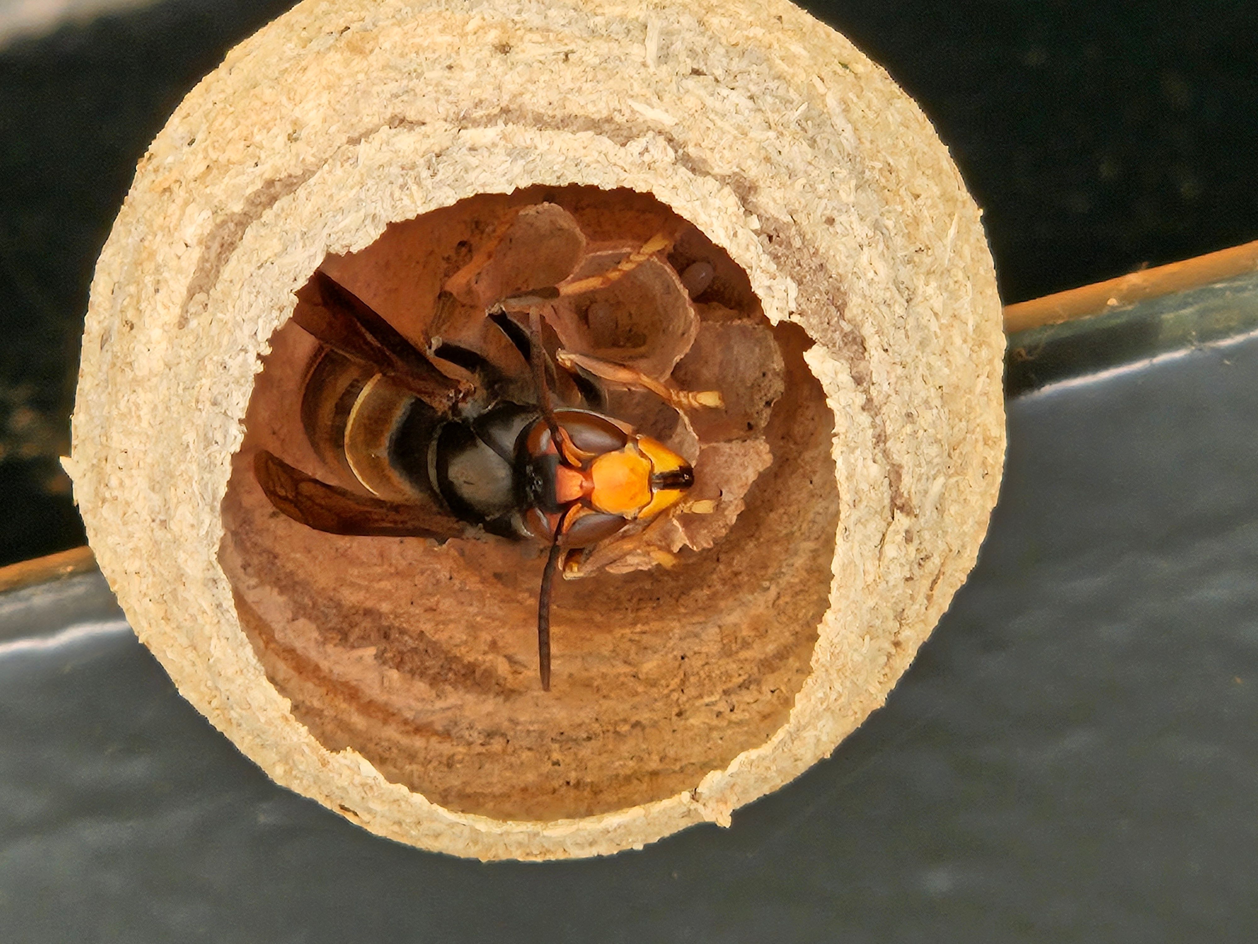 In einem runden Nest sitzt eine Königin der Asiatischen Hornisse.