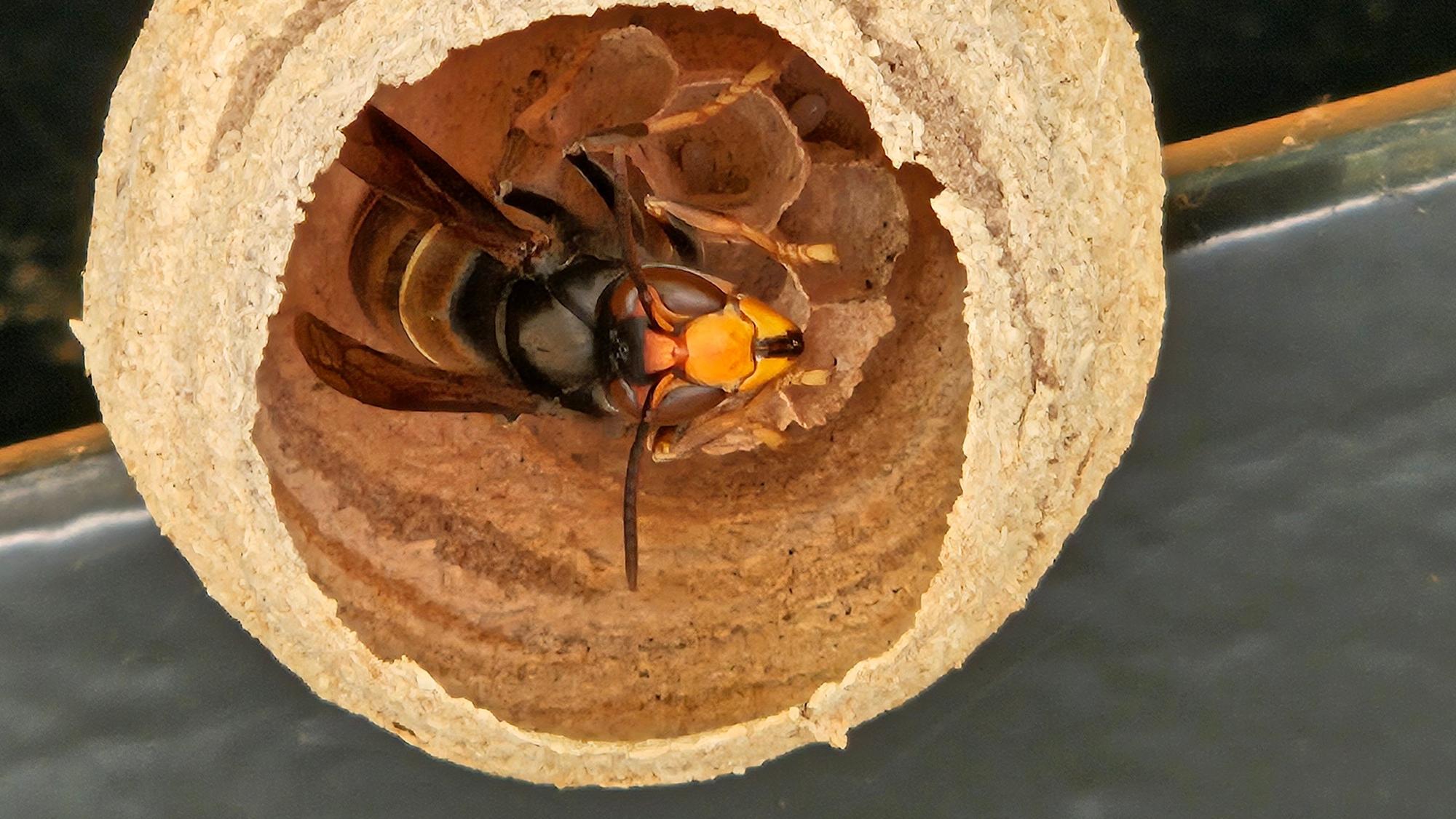 In einem runden Nest sitzt eine Königin der Asiatischen Hornisse.