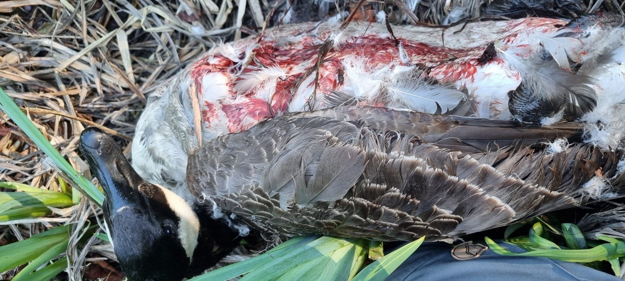 Eine Gans mit blutigem Gefieder liegt auf dem Boden.