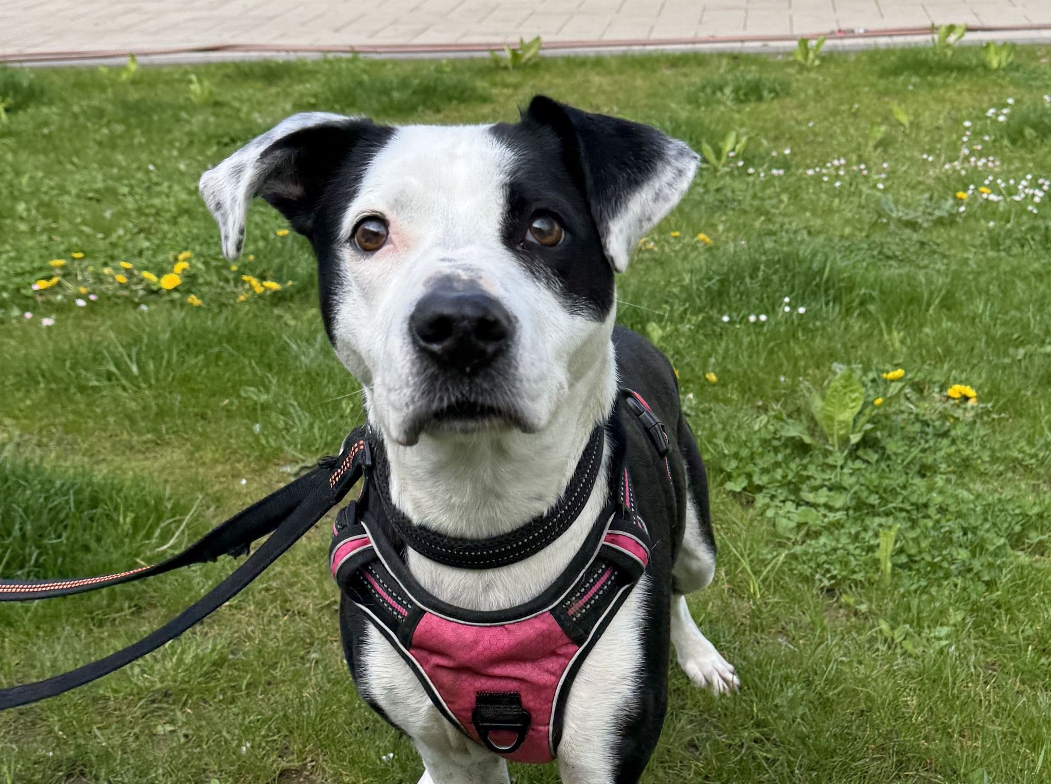 Nele such ein neues Zuhause.