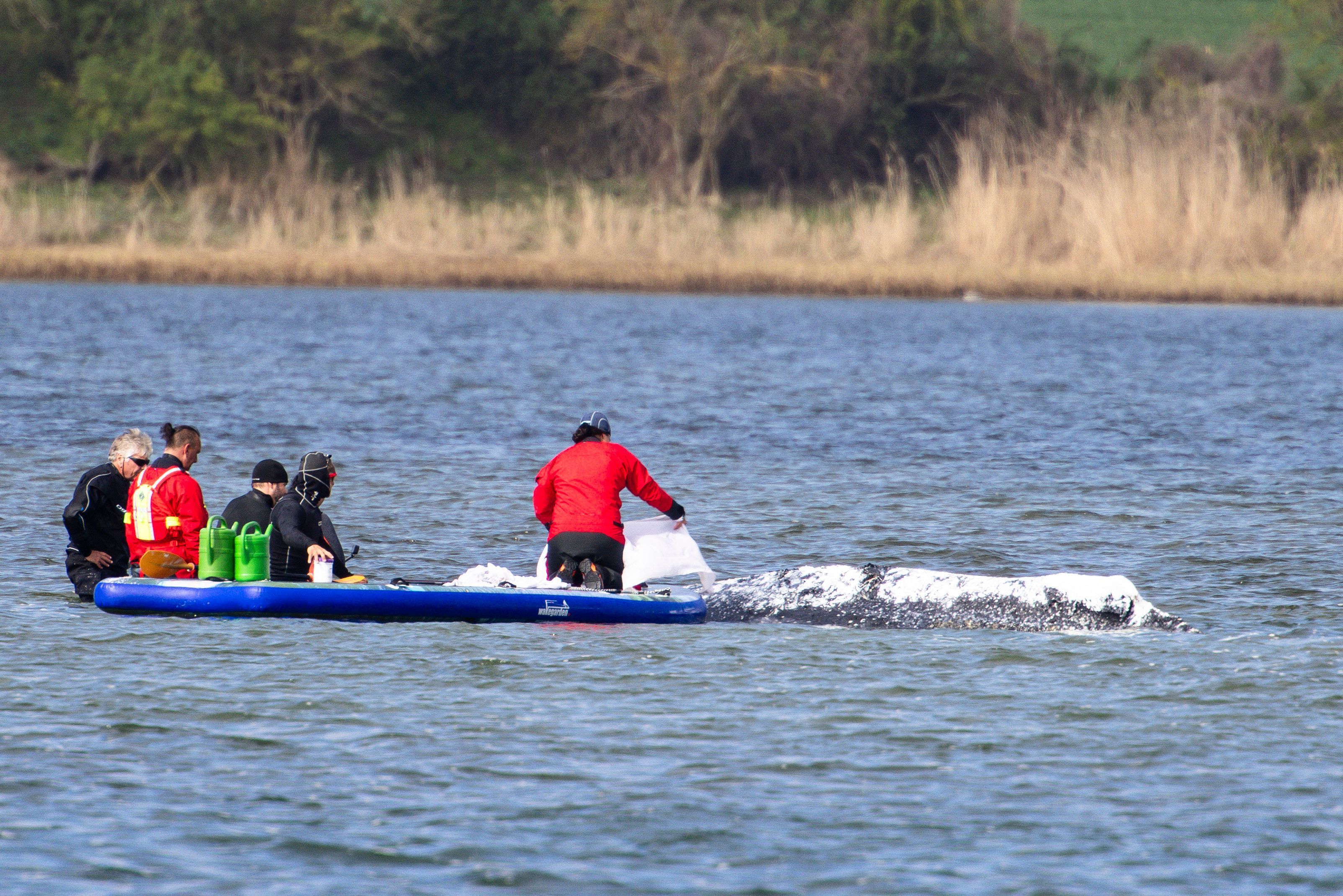 Ein privater Rettungsversuch für den Wal dauert weiterhin an. Das Leidensweg des 13,5 Meter langen Buckelwals begann Ende März 2026, als er in der Nähe der Stadt Lübeck auf einer Sandbank festsaß. Zunächst konnte er sich befreien, strandete jedoch weiter östlich an der deutschen Küste erneut. Anfang April 2026 erklärten Behördenvertreter, sie gingen davon aus, dass das Tier sterben werde, da es durch seine Odyssee zu geschwächt sei, um zu überleben und den Weg zurück in seinen natürlichen Lebensraum im Atlantik zu finden.Helpers are seen standing in the shallow water close to a stranded humpback whale as one of them covers the animal with blankets to protect its skin in the Wismarer Bucht bay of the Baltic Sea off the island of Poel, northern Germany, on April 24, 2026. A private rescue attempt for the whale still goes on. The 13.5-metre (44-foot) humpback whale's ordeal first began in late March 2026 when it was spotted stuck on a sandbank near the city of Luebeck. It first freed itself only to become stuck again further east along the German coast. Earlier in April 2026 officials said they expected the animal to die, saying it had been too weakened by the odyssey to survive and make its way back to its natural habitat in the Atlantic. Coverage of the whale's struggle for survival and efforts to rescue it have gripped the German public, with some of the press calling the animal "Timmy". (Photo by FRANK MOLTER / AFP)