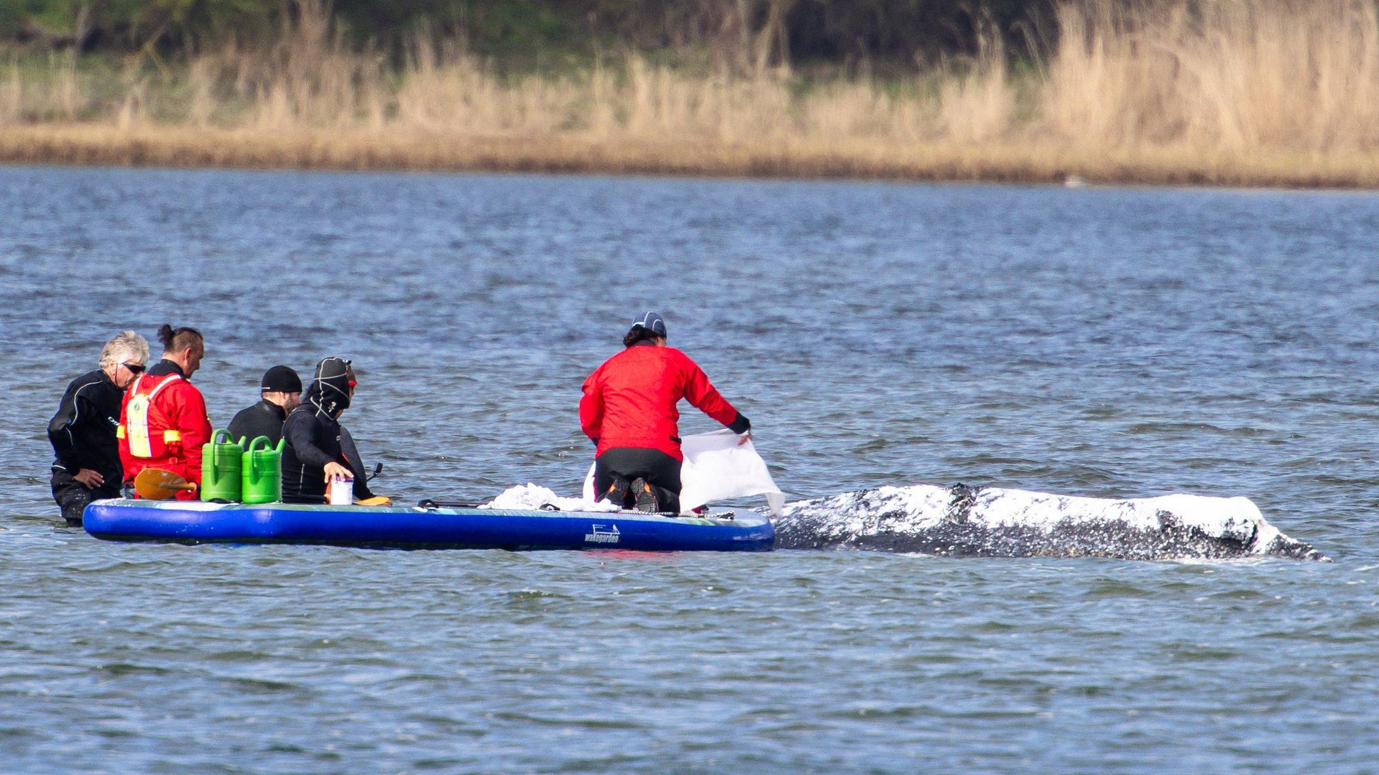 Ein privater Rettungsversuch für den Wal dauert weiterhin an. Das Leidensweg des 13,5 Meter langen Buckelwals begann Ende März 2026, als er in der Nähe der Stadt Lübeck auf einer Sandbank festsaß. Zunächst konnte er sich befreien, strandete jedoch weiter östlich an der deutschen Küste erneut. Anfang April 2026 erklärten Behördenvertreter, sie gingen davon aus, dass das Tier sterben werde, da es durch seine Odyssee zu geschwächt sei, um zu überleben und den Weg zurück in seinen natürlichen Lebensraum im Atlantik zu finden.Helpers are seen standing in the shallow water close to a stranded humpback whale as one of them covers the animal with blankets to protect its skin in the Wismarer Bucht bay of the Baltic Sea off the island of Poel, northern Germany, on April 24, 2026. A private rescue attempt for the whale still goes on. The 13.5-metre (44-foot) humpback whale's ordeal first began in late March 2026 when it was spotted stuck on a sandbank near the city of Luebeck. It first freed itself only to become stuck again further east along the German coast. Earlier in April 2026 officials said they expected the animal to die, saying it had been too weakened by the odyssey to survive and make its way back to its natural habitat in the Atlantic. Coverage of the whale's struggle for survival and efforts to rescue it have gripped the German public, with some of the press calling the animal "Timmy". (Photo by FRANK MOLTER / AFP)
