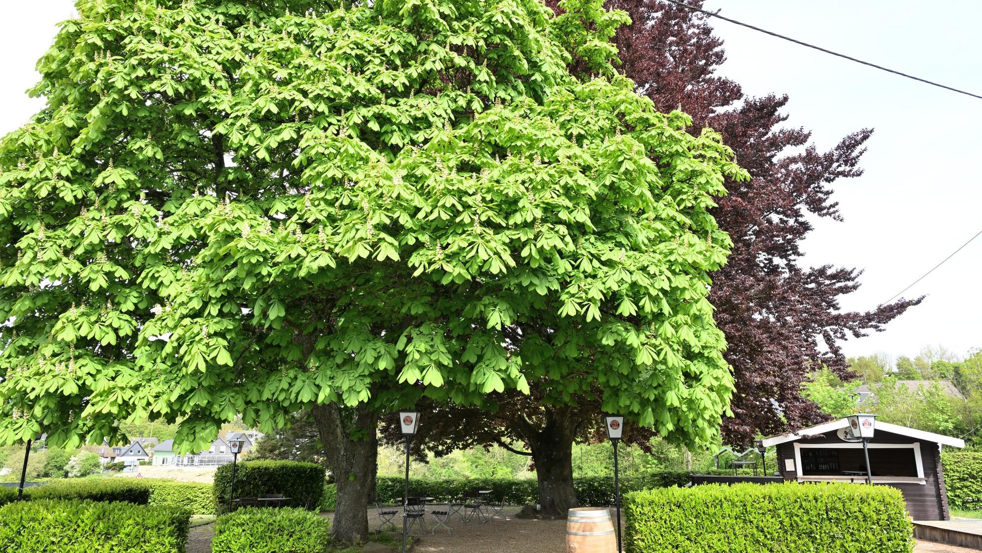 Das Foto zeigt den Weingarten