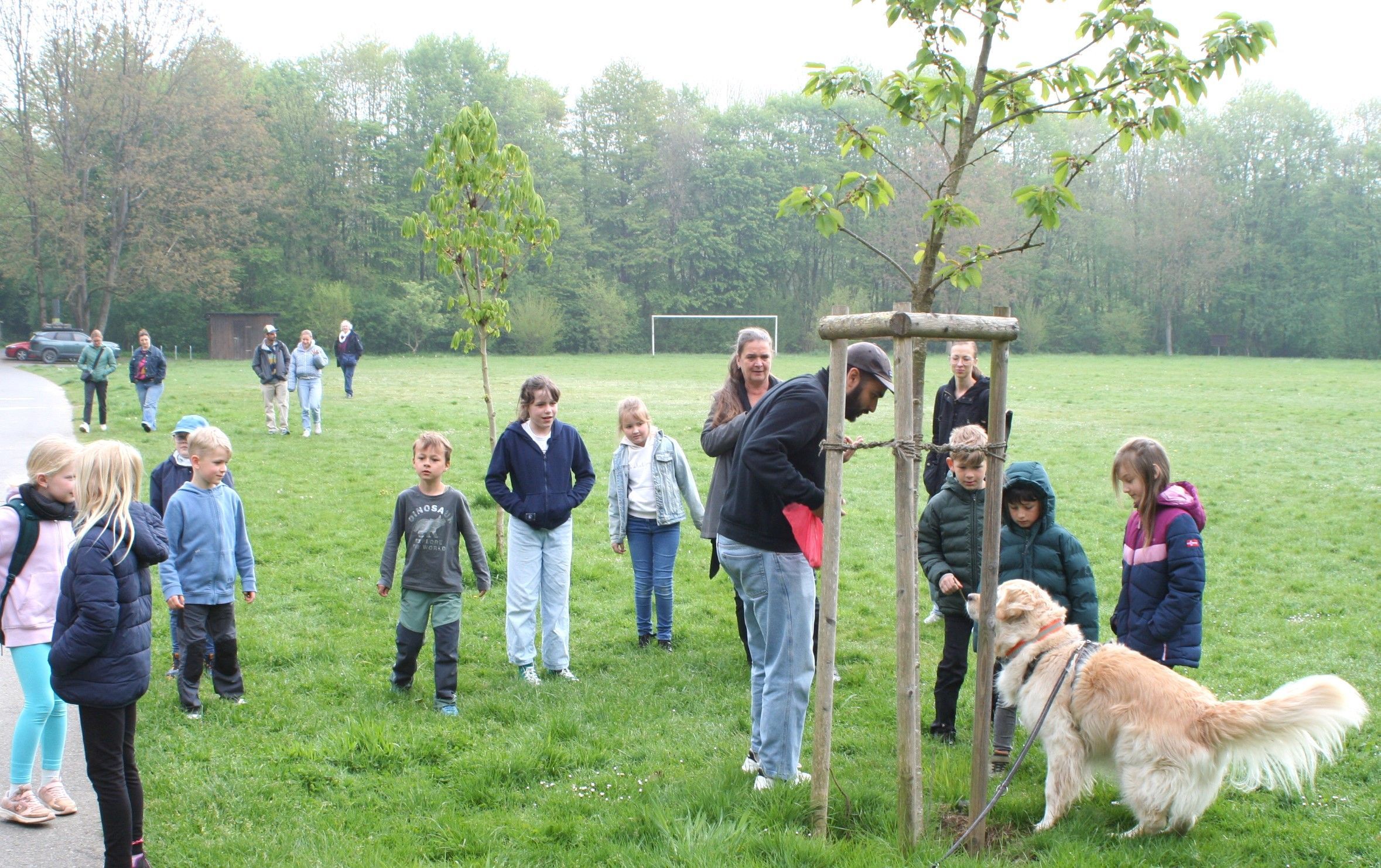 Tag des Wolfes in der Naturschule Aggerbogen, Seinen Fund zeigt Golden Retriever Romeo seinem Herrchen stets an und setzt sich meist daneben.
