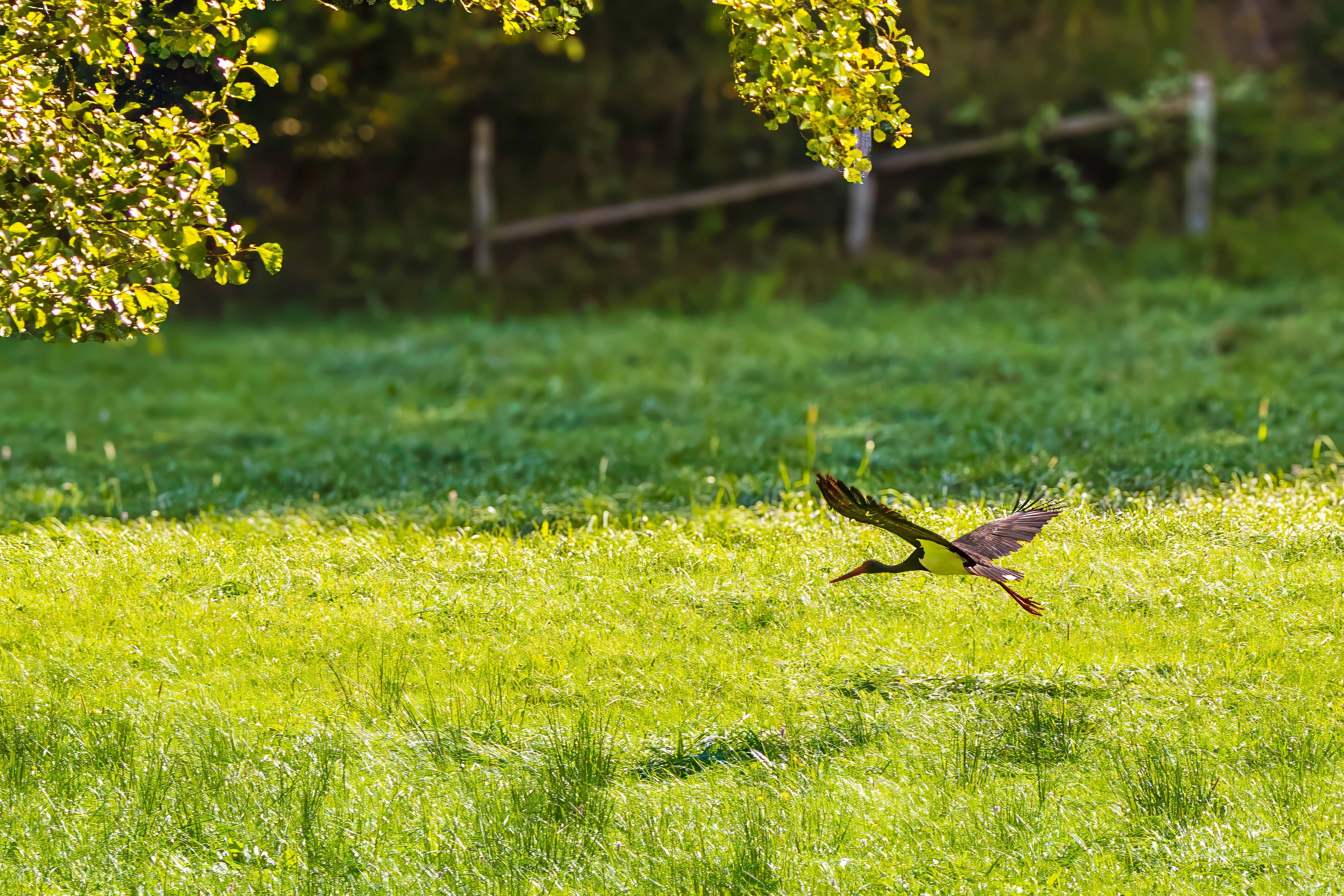 Ein Schwarzstorch fliegt über eine Wiese, durch die sich ein Bach schlängelt.