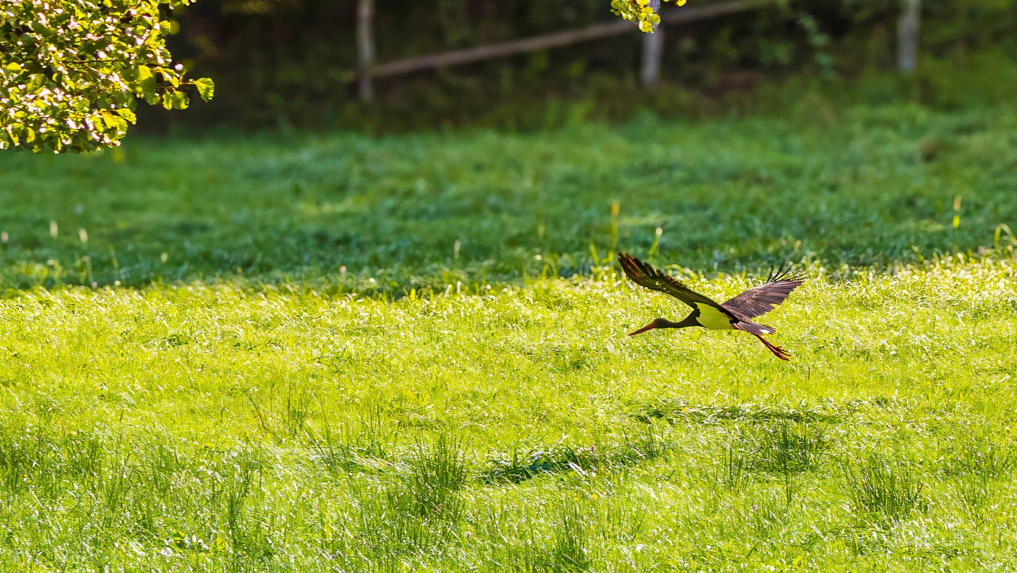 Ein Schwarzstorch fliegt über eine Wiese, durch die sich ein Bach schlängelt.