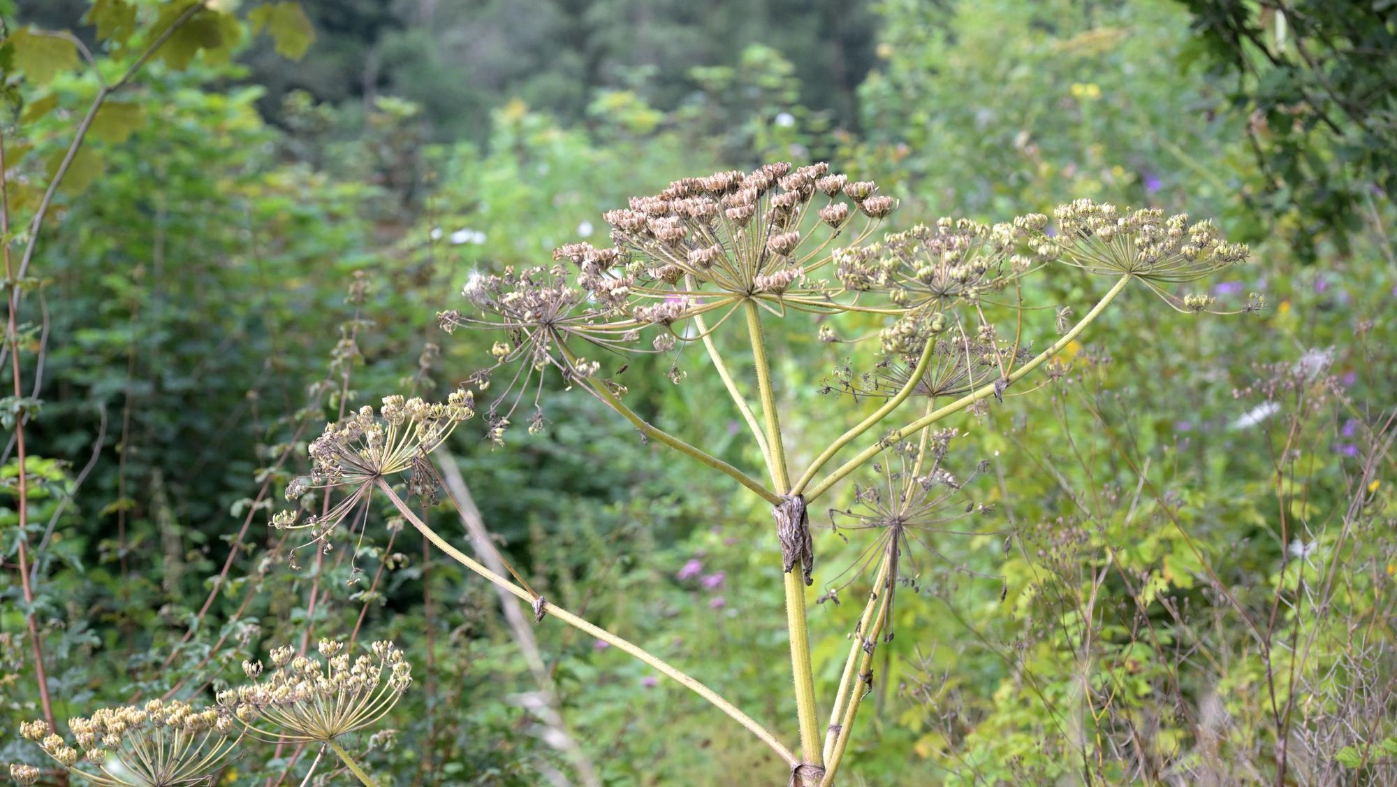 Zu sehen ist der Riesen-Bärenklau im Freien.