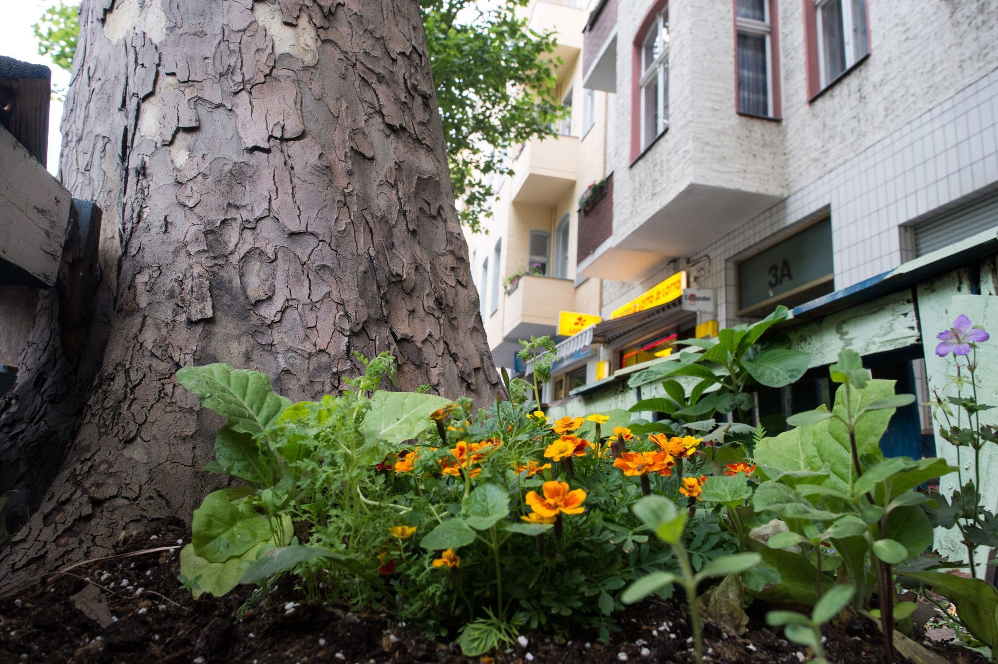 Bepflanzte Baumscheibe in Berlin