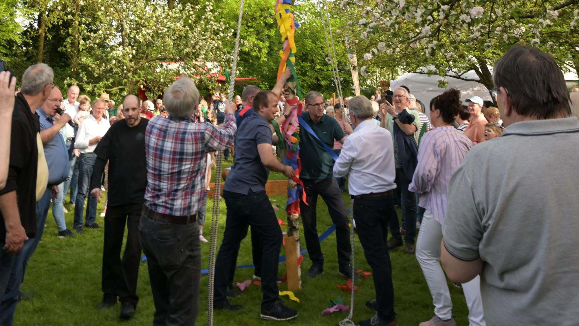 Mehrere Männer stellen einen Maibaum auf.