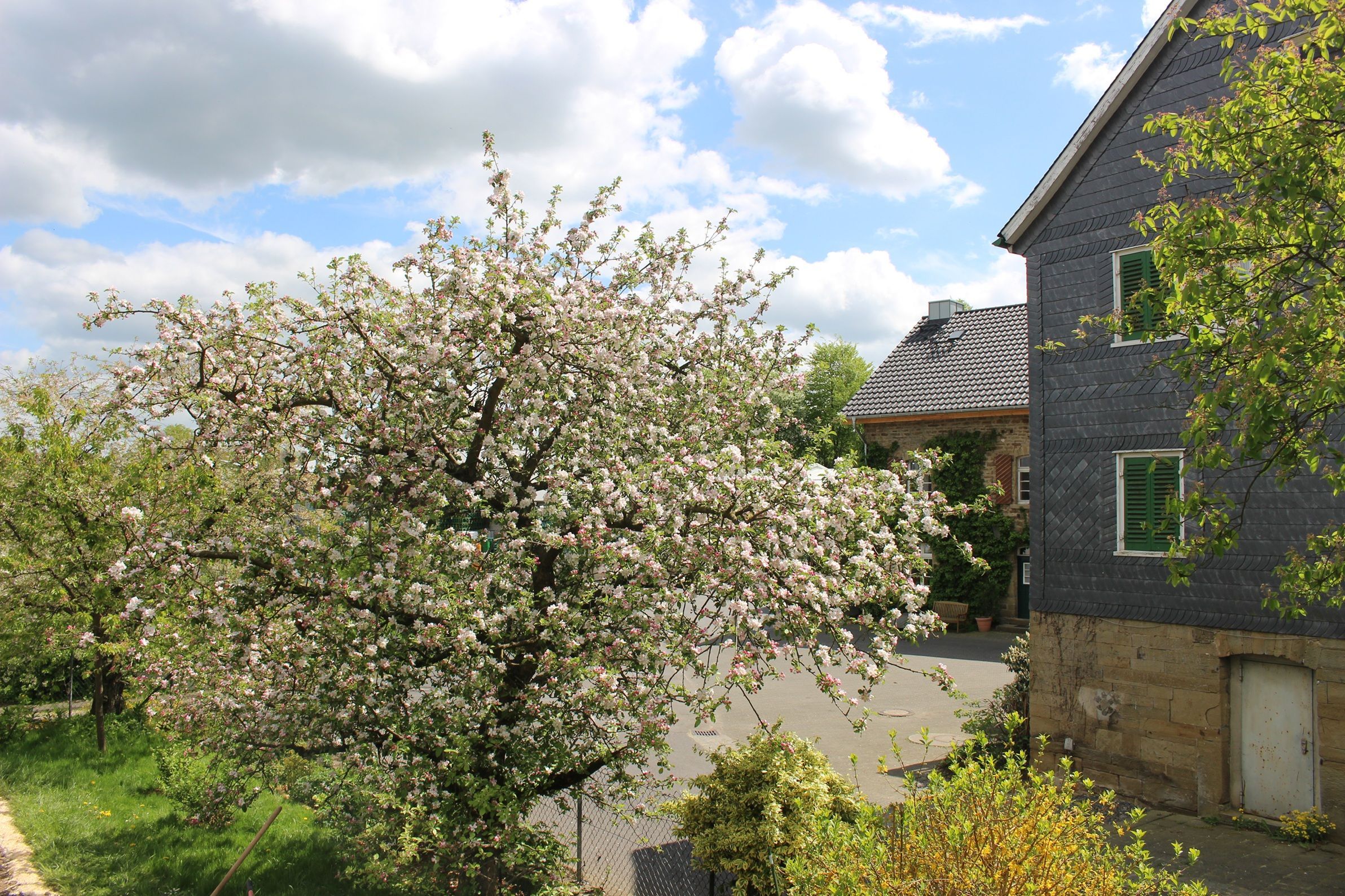 Blühende Obstbäume und bergisches Fachwerk.
