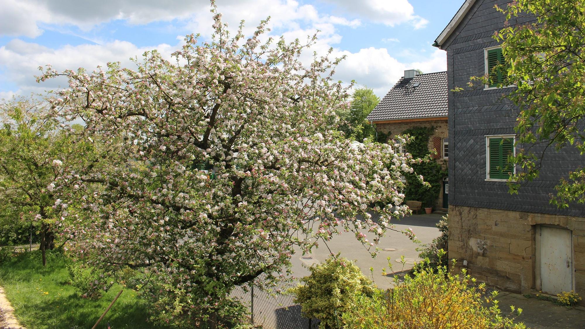 Blühende Obstbäume und bergisches Fachwerk.