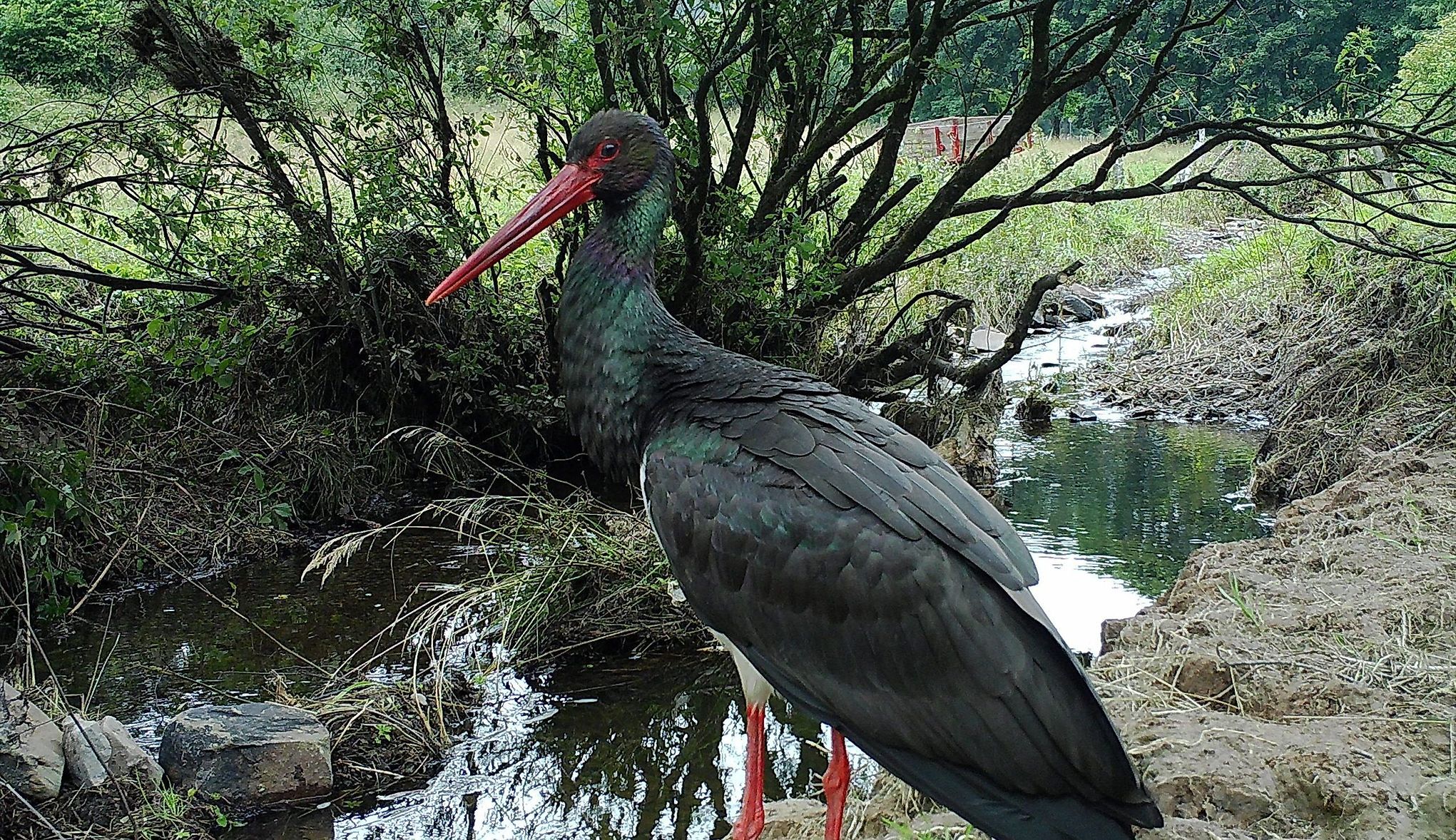 Ein Schwarzstorch steht an einem Gewässer.