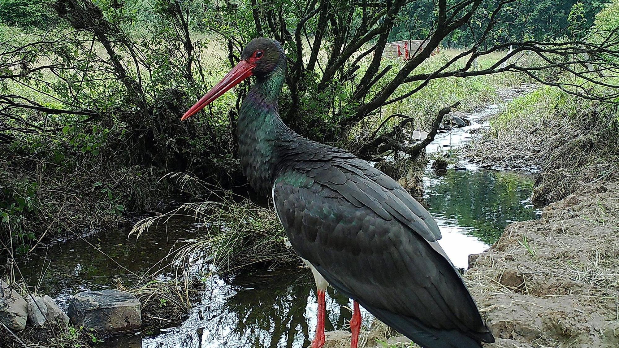 Ein Schwarzstorch steht an einem Gewässer.