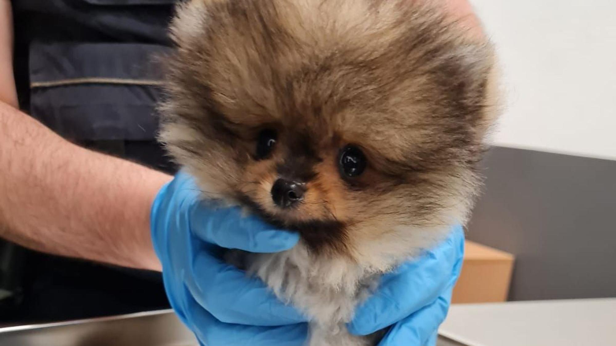 Ein geschmuggelter Hundewelpe