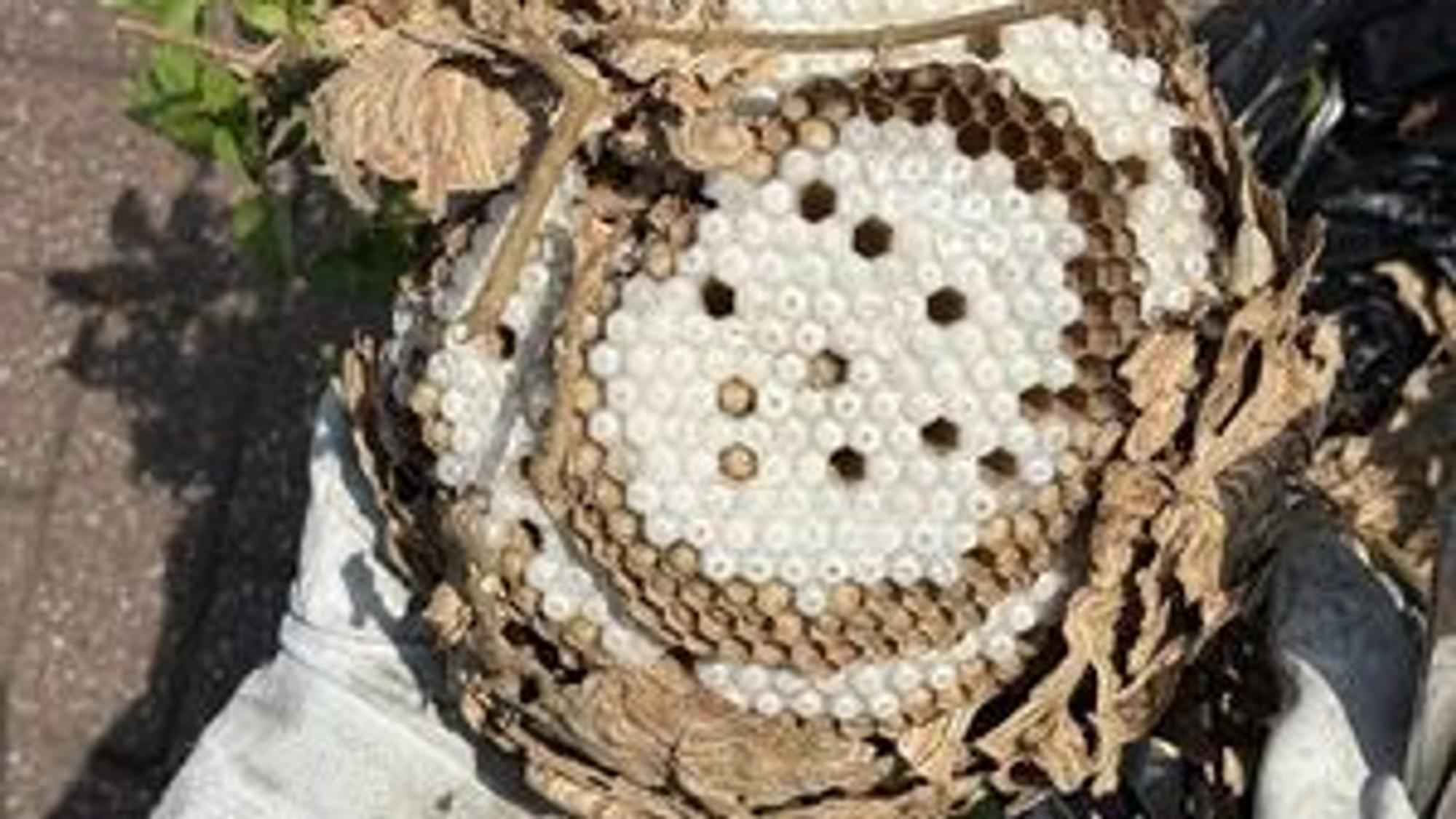 Man sieht die in Schichten angelegten Waben.