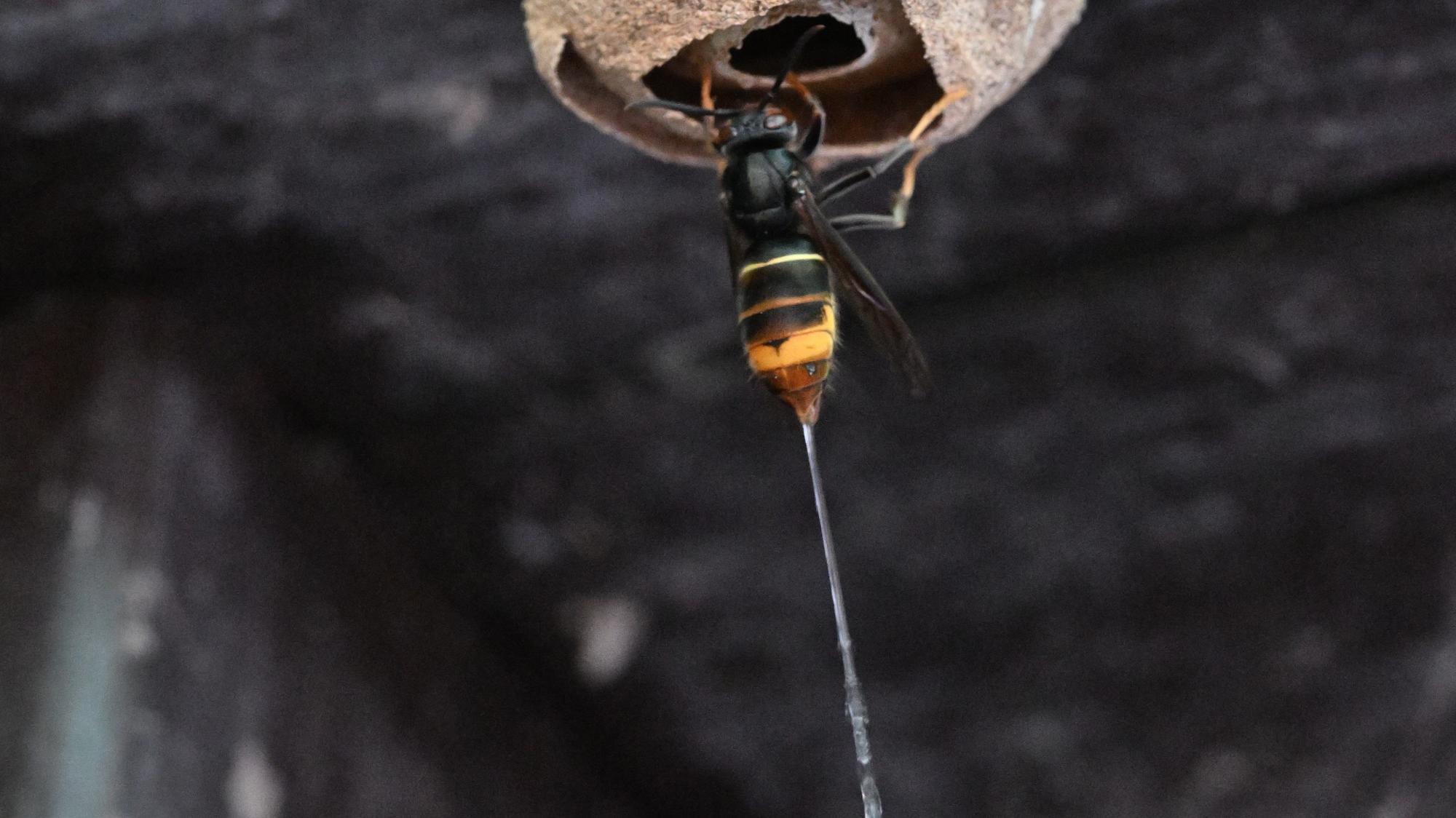 Man sieht den Giftstrahl, den die Hornissse abspritzt.