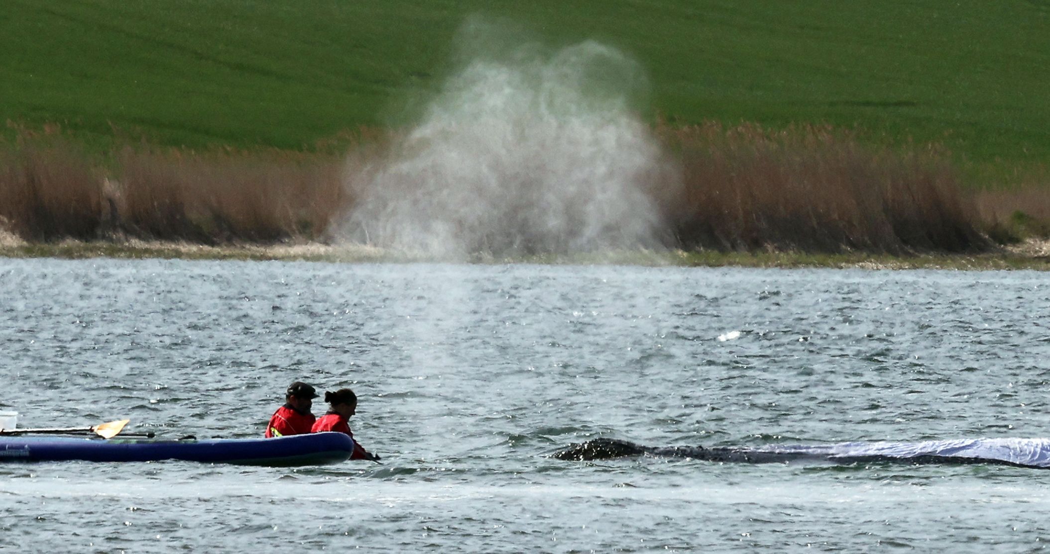 Der Buckelwal „Timmy“ ist nach Wochen in der Ostsee stark geschwächt.
