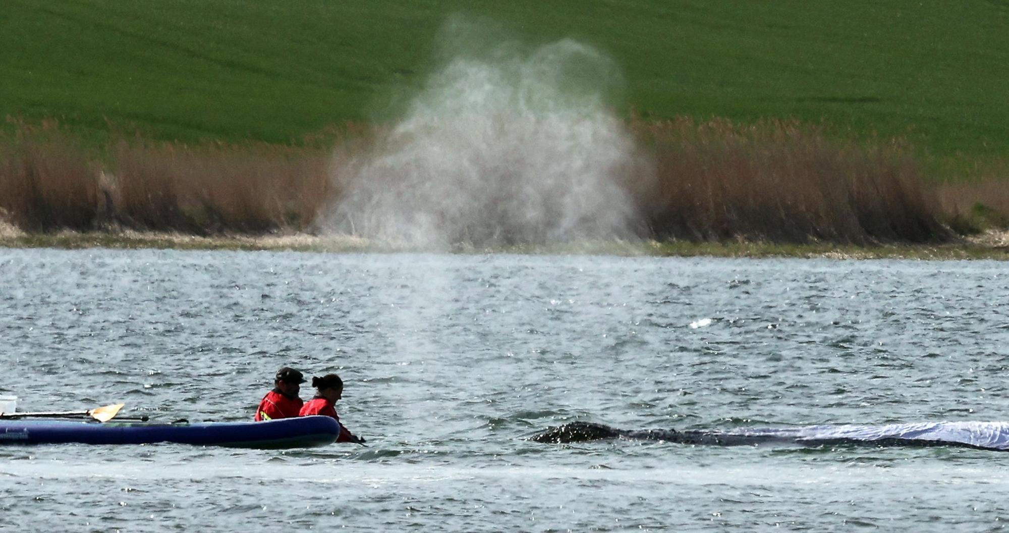 Der Buckelwal „Timmy“ ist nach Wochen in der Ostsee stark geschwächt.
