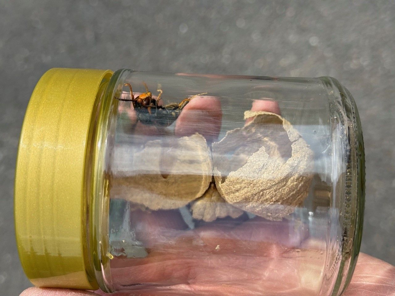 Im Innern des Glases befindet sich das Nest und die Königin.