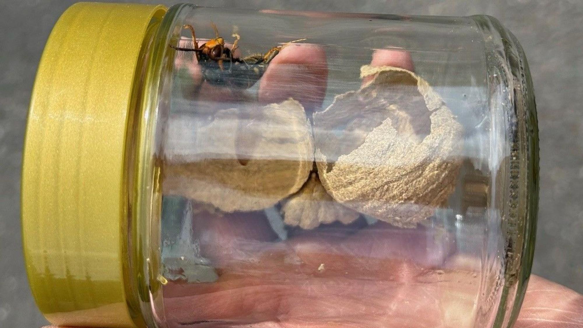 Im Innern des Glases befindet sich das Nest und die Königin.