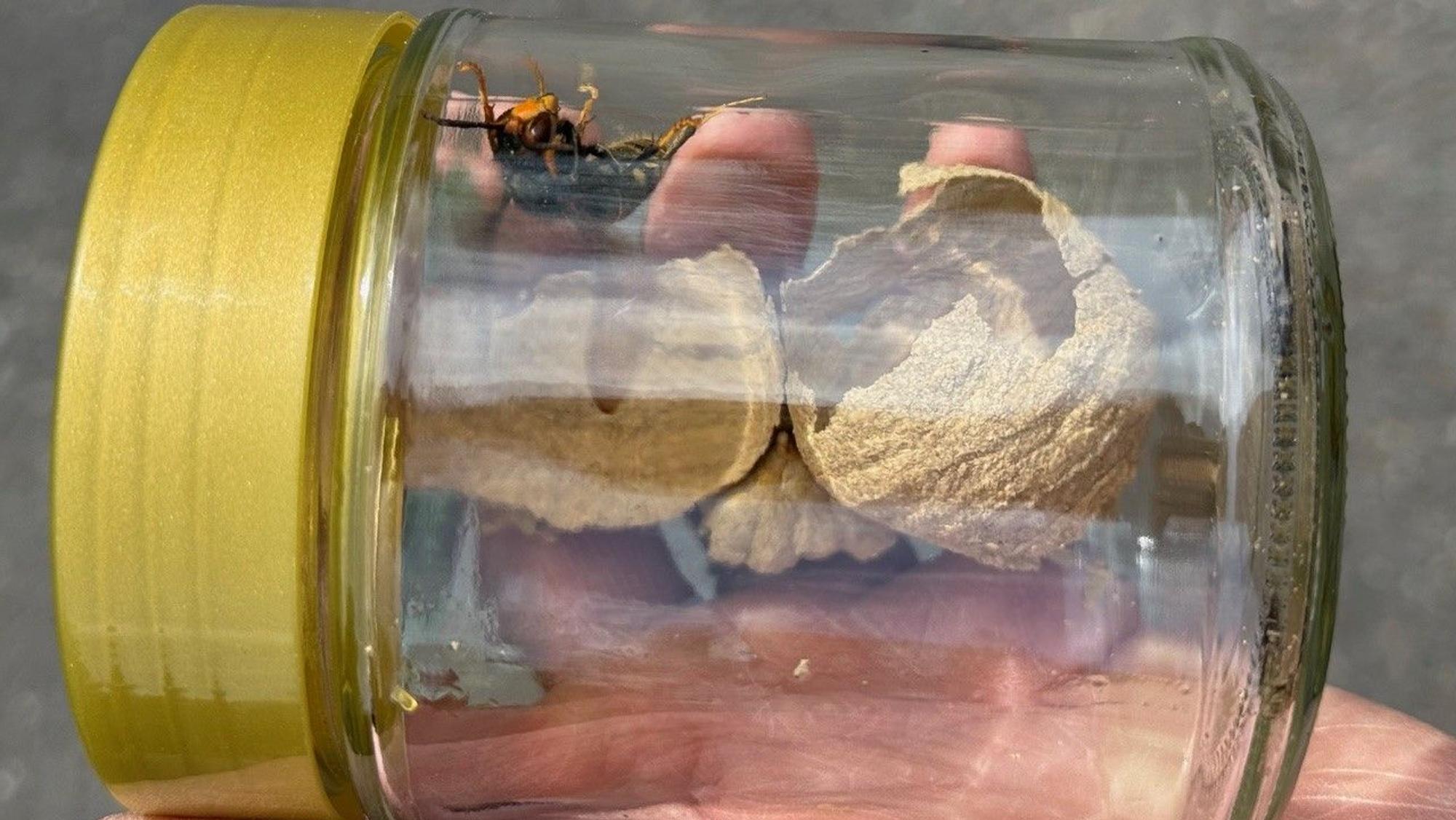 Im Innern des Glases befindet sich das Nest und die Königin.