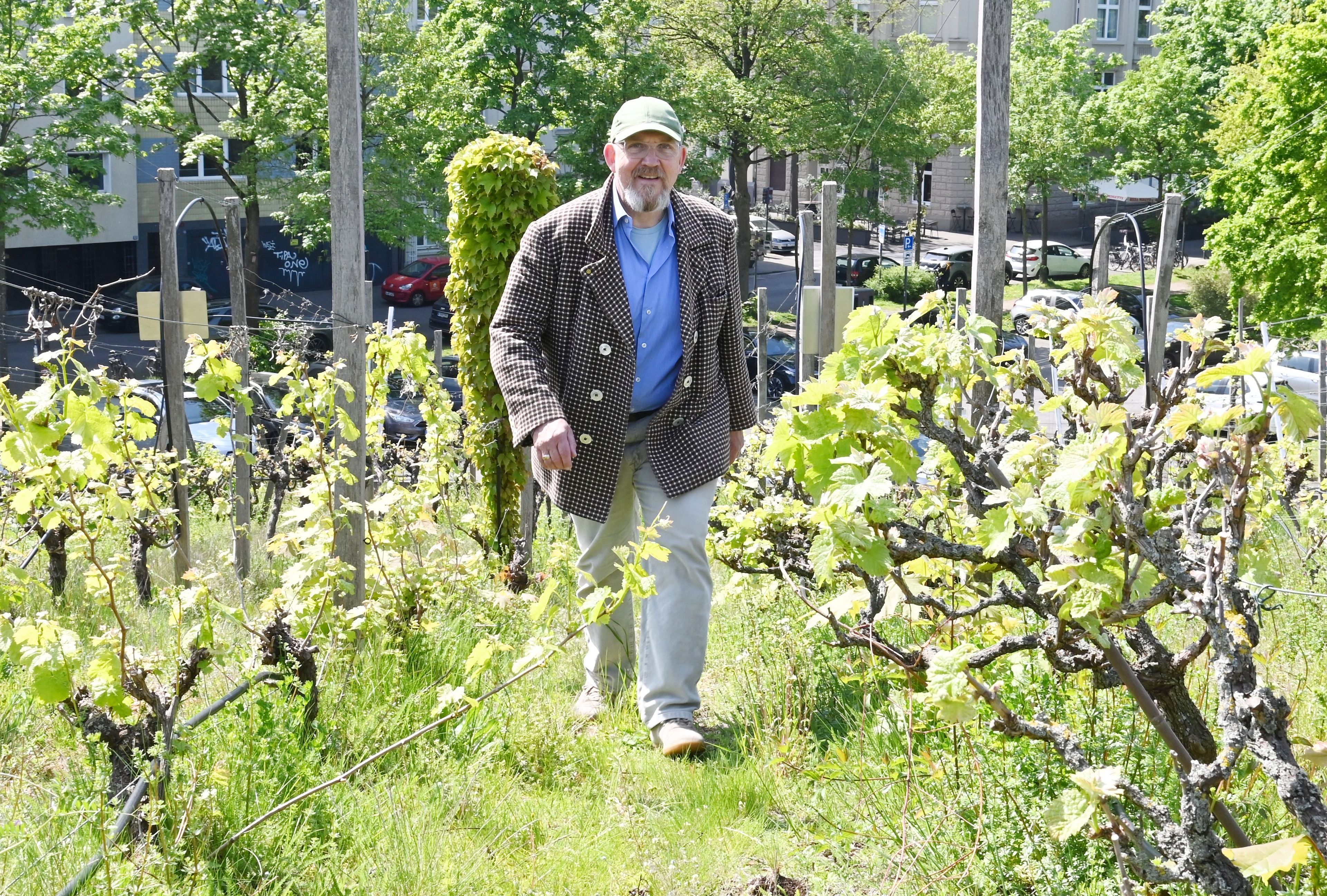 Ein Mann in kariertem Sakko und Jeans läuft durch Weinreben.