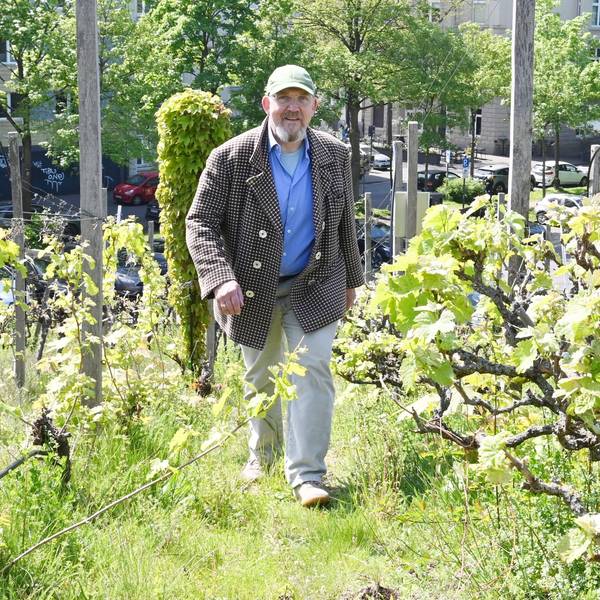 Ein Mann in kariertem Sakko und Jeans läuft durch Weinreben.