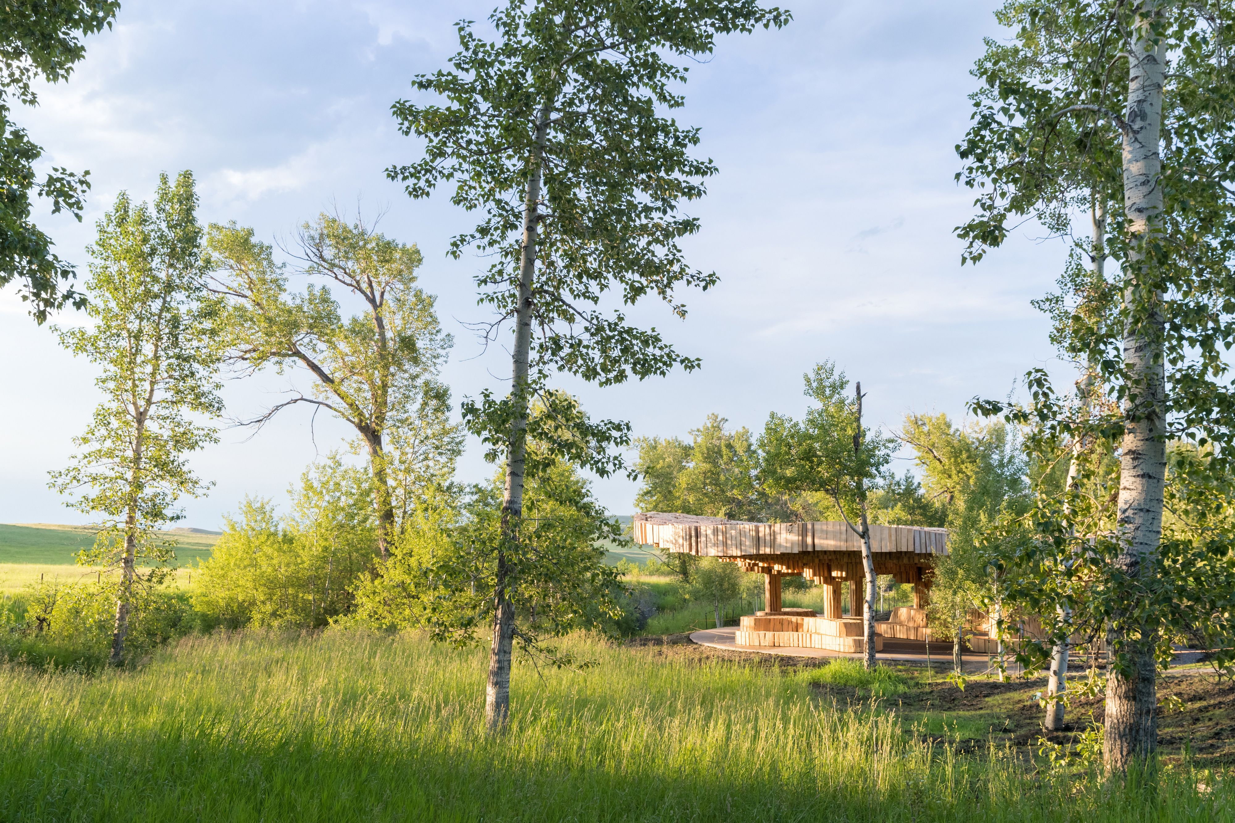Organisch geformter Holzpavillon in einer Gras- und Birkenlandschaft
