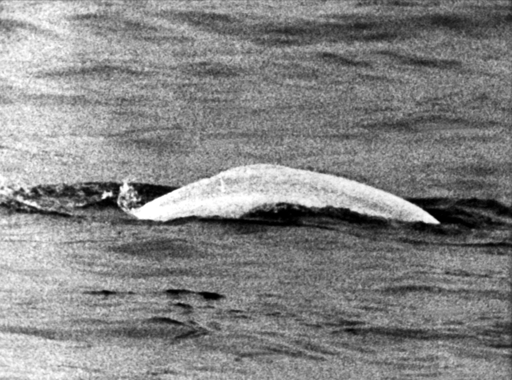 Sensation 1966 - Der weiße Wal im Rhein