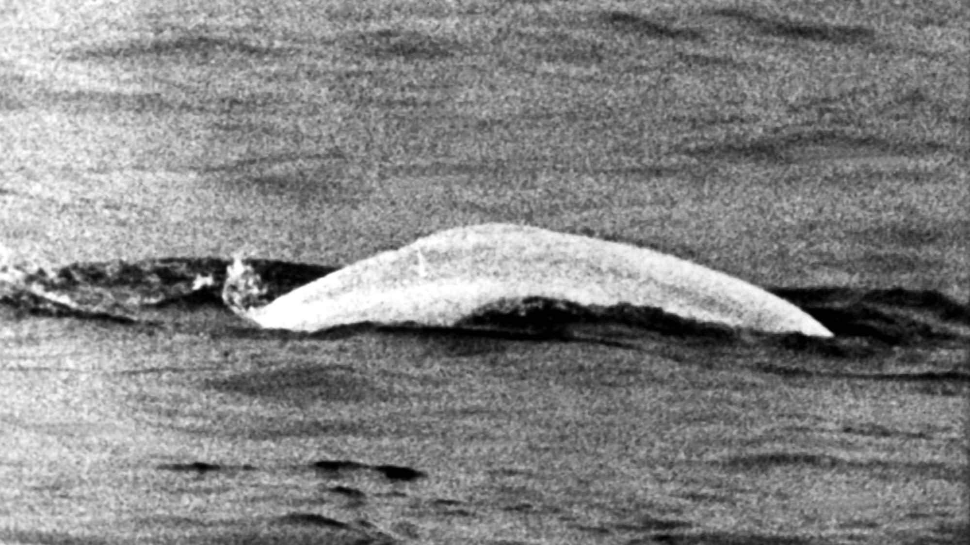 Sensation 1966 - Der weiße Wal im Rhein