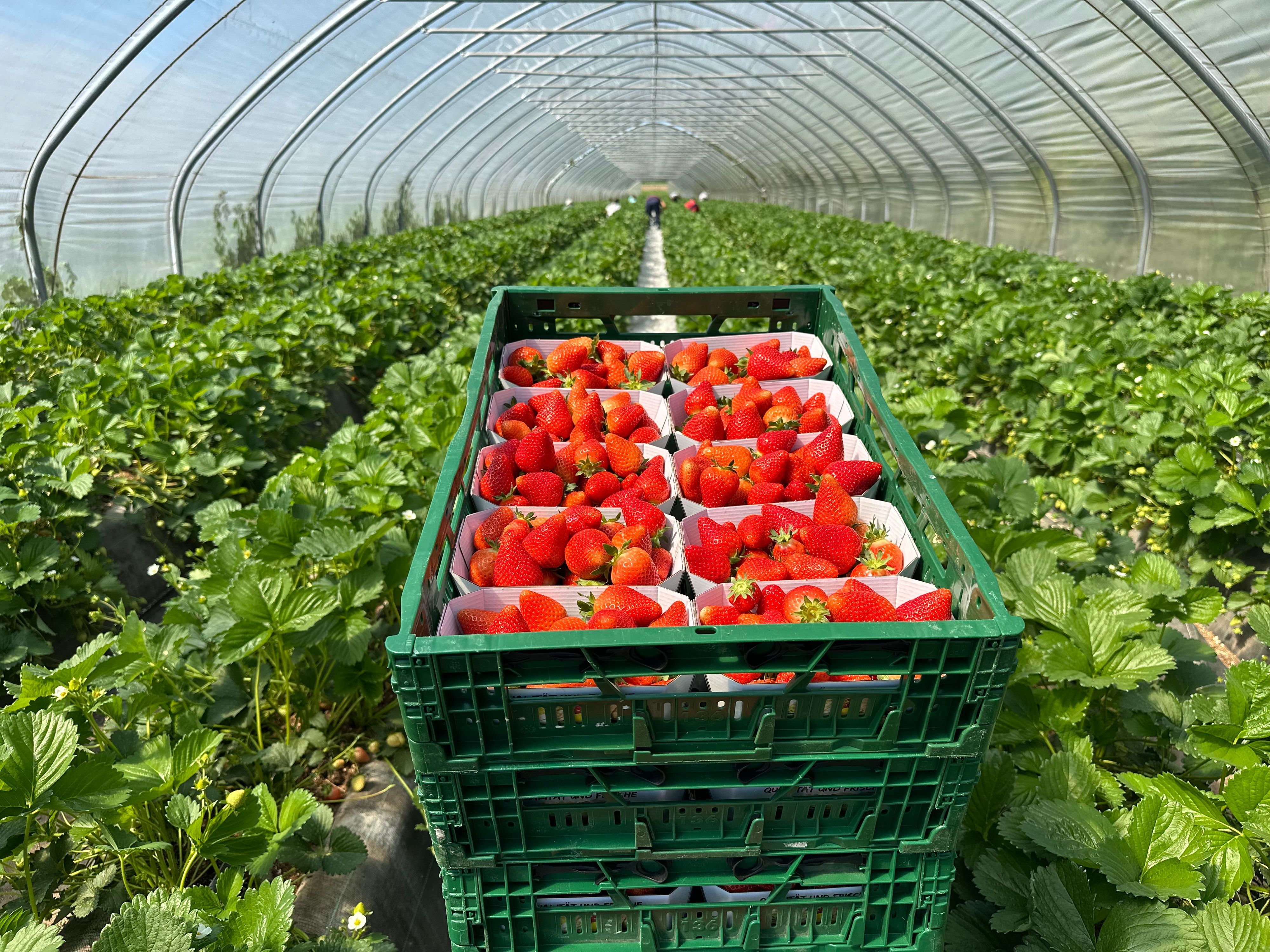Blick in einen Folientunnel mit frisch geernteten Erdbeeren.