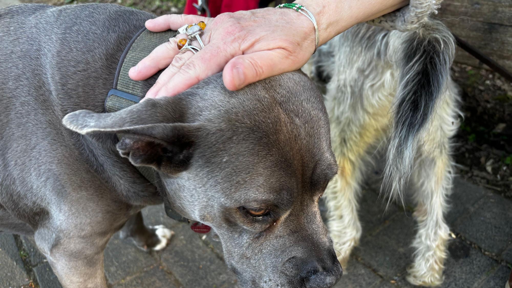 Man sieht eine Hand, die einen Hund streichelt.