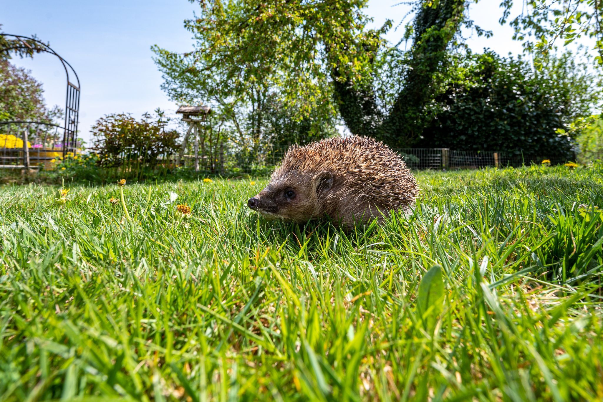 Ein Igel läuft in einem Garten durchs Gras