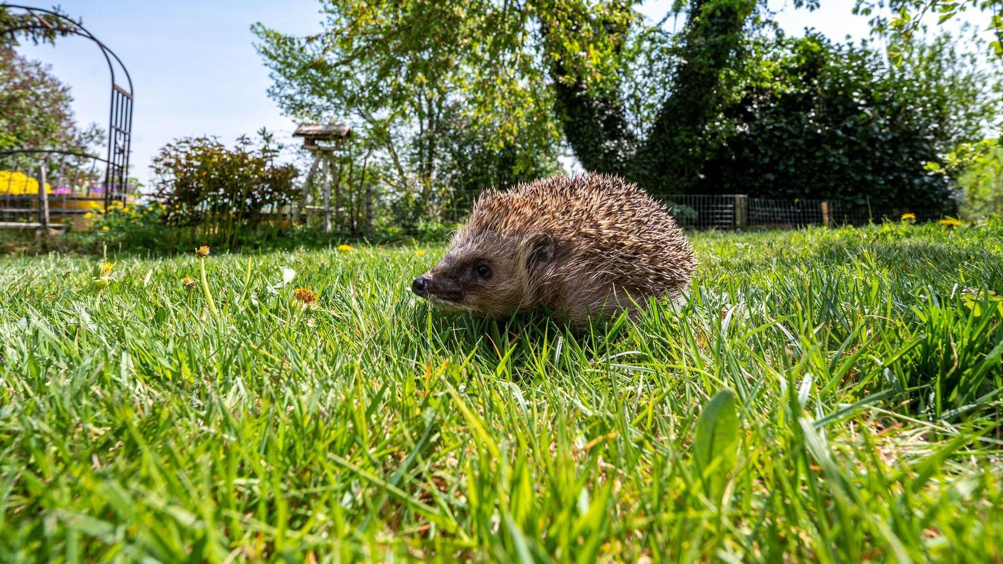 Ein Igel läuft in einem Garten durchs Gras