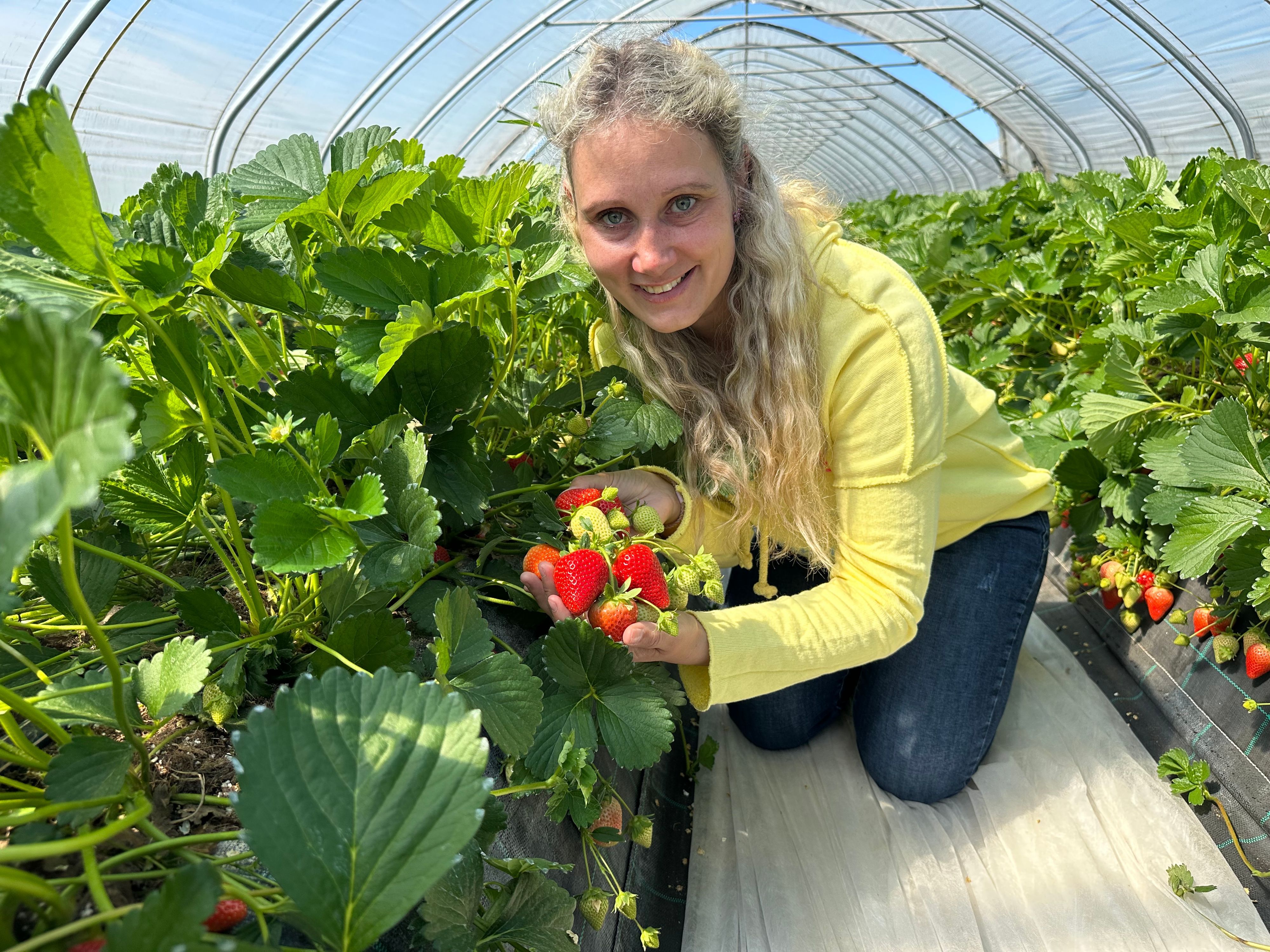 Im April hat die Saison von Erdbeeren Engels begonnen. Michi Zielinski zeigt stolz die reifen Früchte.