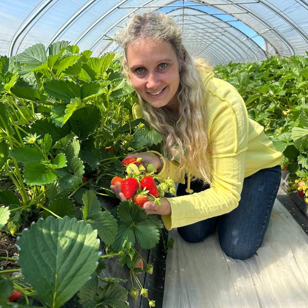 Im April hat die Saison von Erdbeeren Engels begonnen. Michi Zielinski zeigt stolz die reifen Früchte.