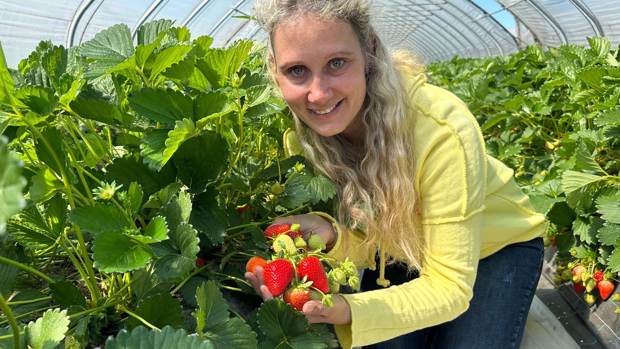 Im April hat die Saison von Erdbeeren Engels begonnen. Michi Zielinski zeigt stolz die reifen Früchte.