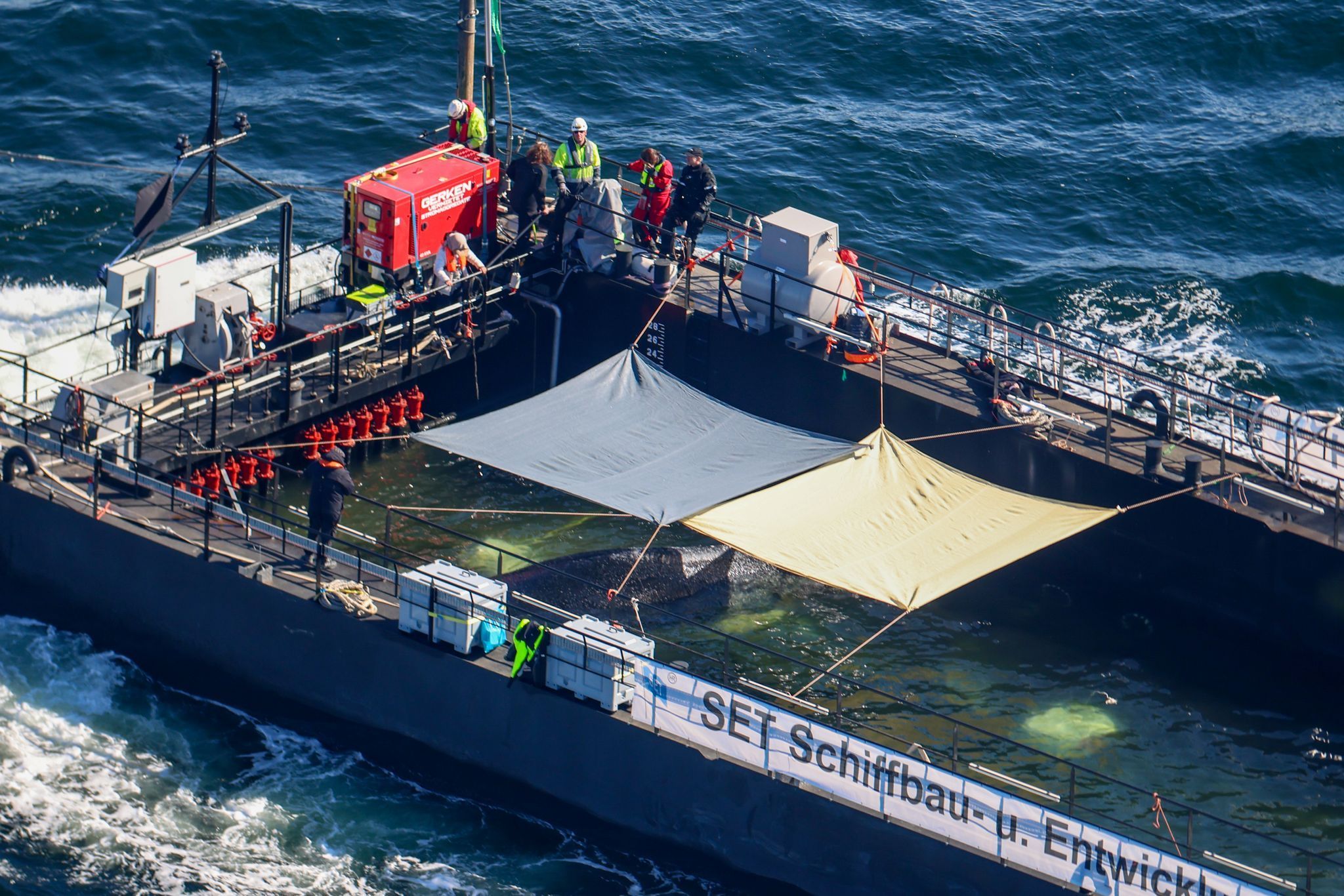 Weitere Entwicklung zum Buckelwal in der Ostsee