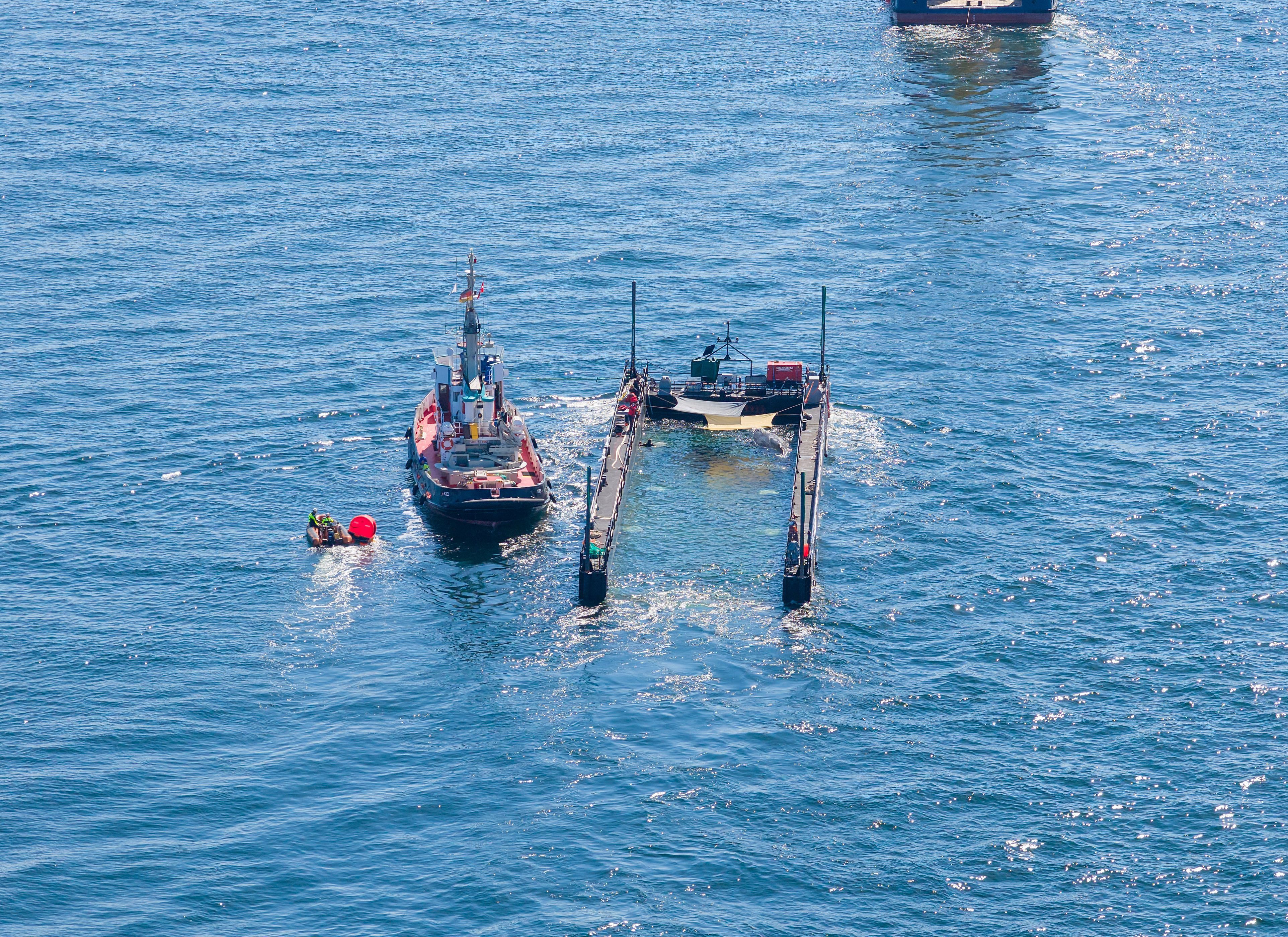 Das Schutznetz an der Barge, das den Buckelwal bei seinem Transport aus der Ostsee bislang vom offenen Wasser trennte, ist entfernt worden. Gleichzeitig wurde der Lastkahn sichtbar weiter geflutet.