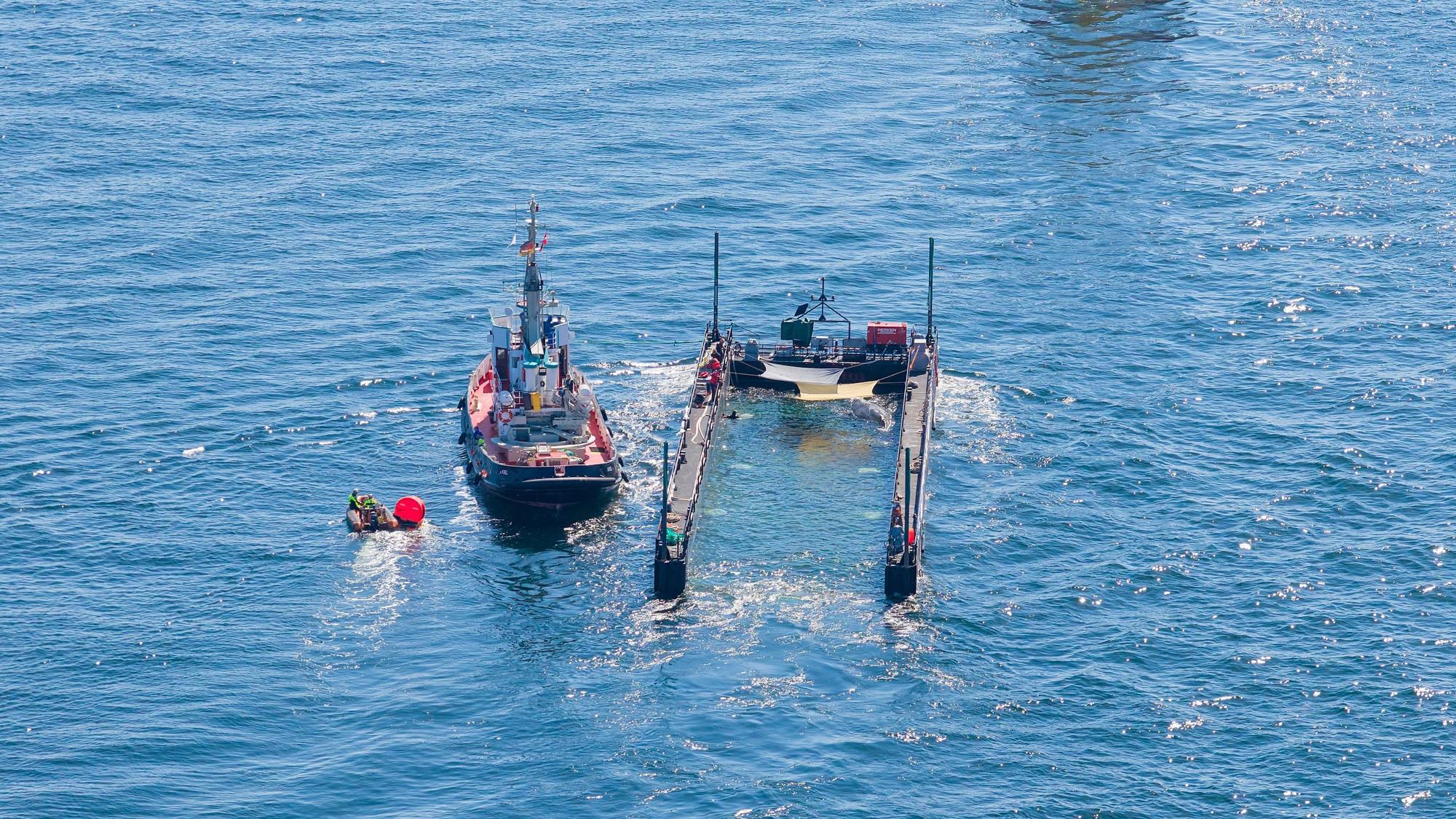 Das Schutznetz an der Barge, das den Buckelwal bei seinem Transport aus der Ostsee bislang vom offenen Wasser trennte, ist entfernt worden. Gleichzeitig wurde der Lastkahn sichtbar weiter geflutet.