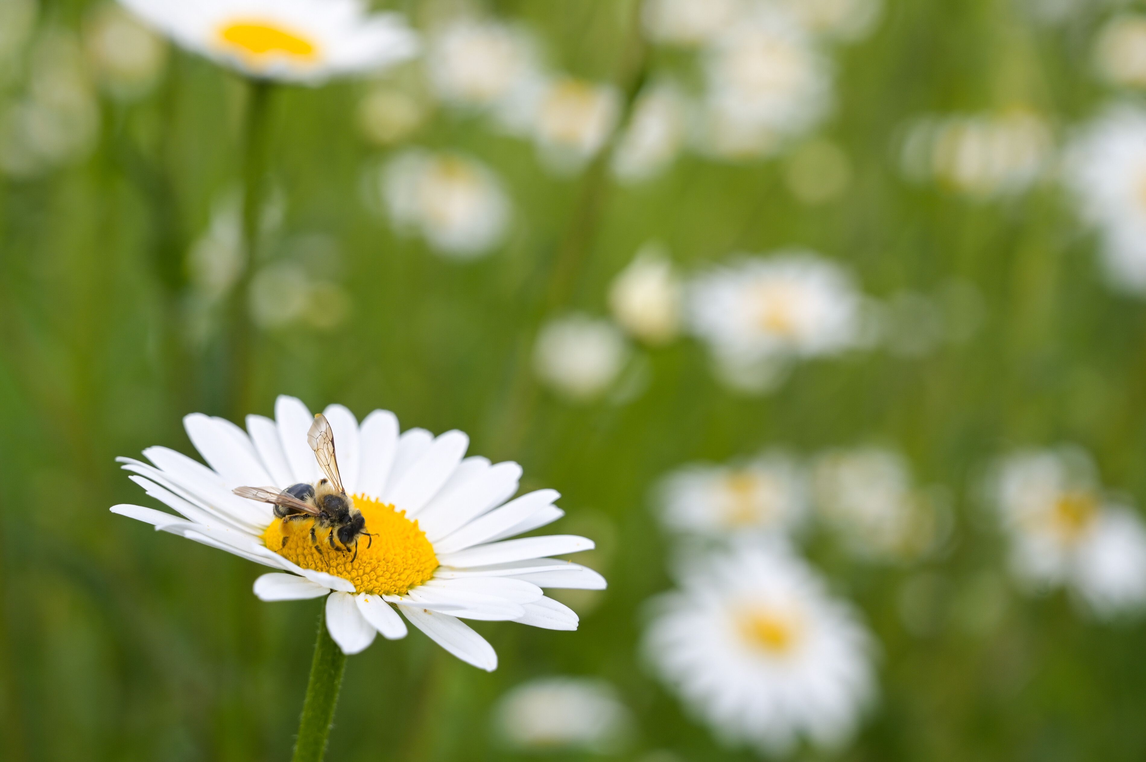 Auf dem Bild ist eine Beine auf einer Blumenblüte zu sehen. (Symbolbild)