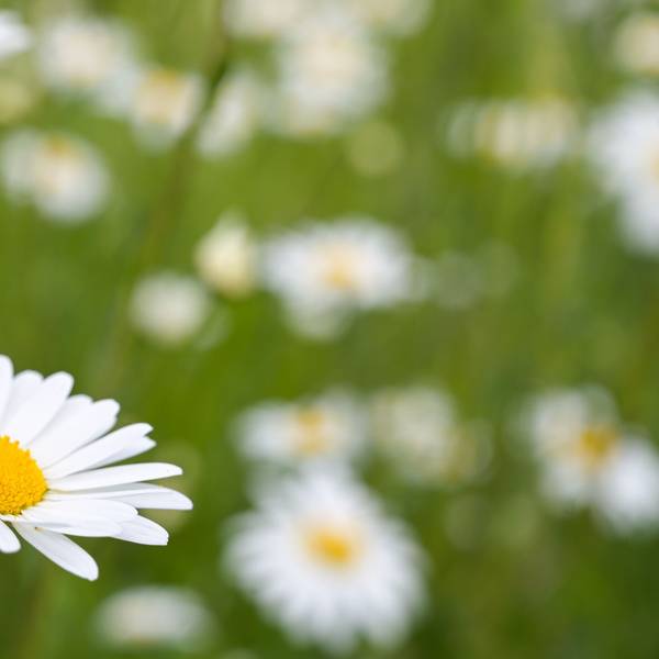 Auf dem Bild ist eine Beine auf einer Blumenblüte zu sehen. (Symbolbild)