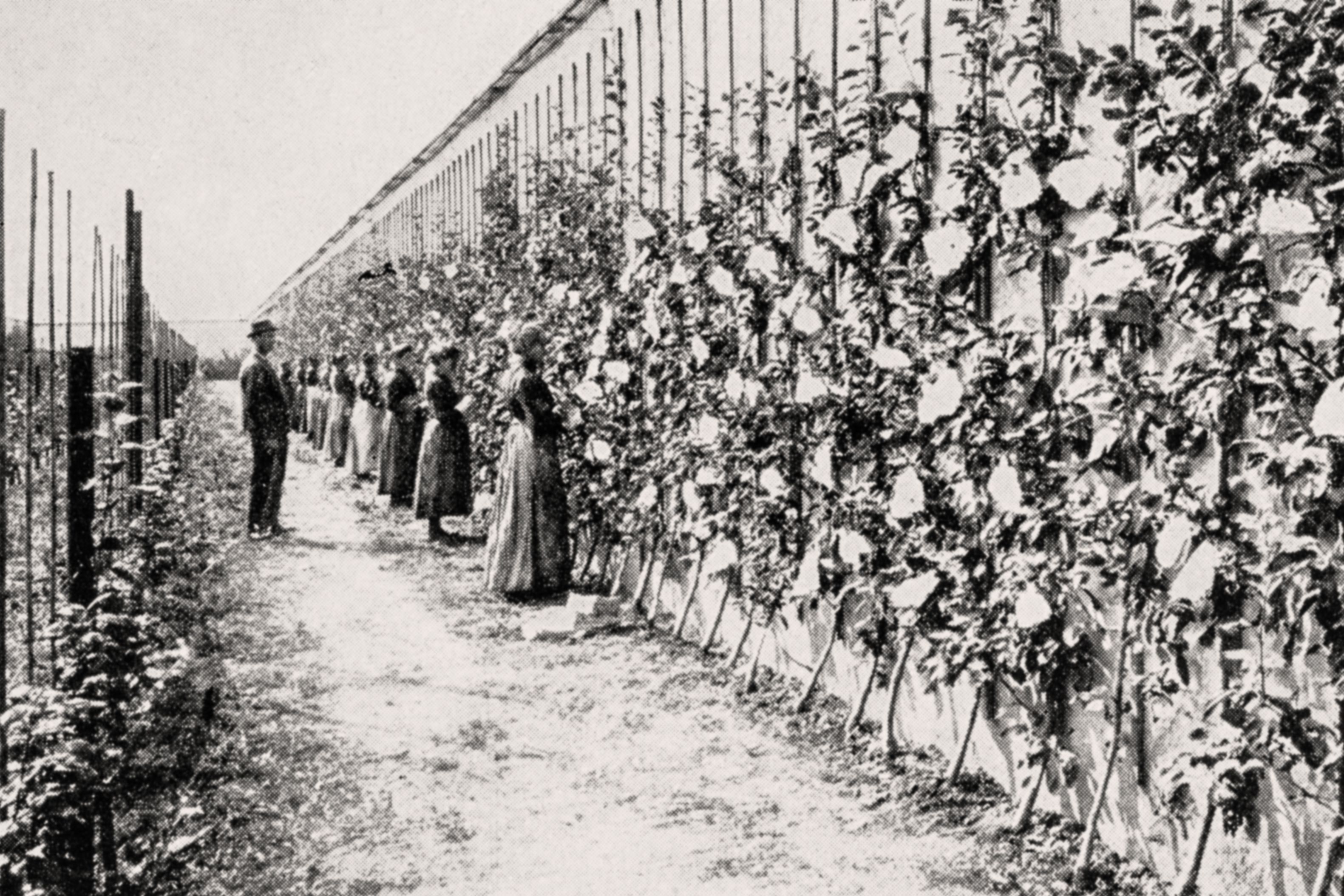 Die Mauer, 1896 errichtet, diente als Windschutz und als „Wärmespeicher“ für die Birnen, die bis in vier Meter Höhe wuchsen.