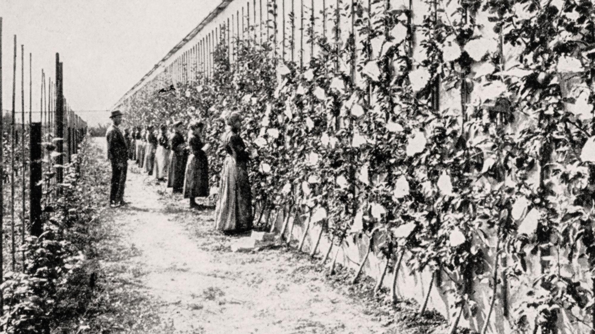 Die Mauer, 1896 errichtet, diente als Windschutz und als „Wärmespeicher“ für die Birnen, die bis in vier Meter Höhe wuchsen.